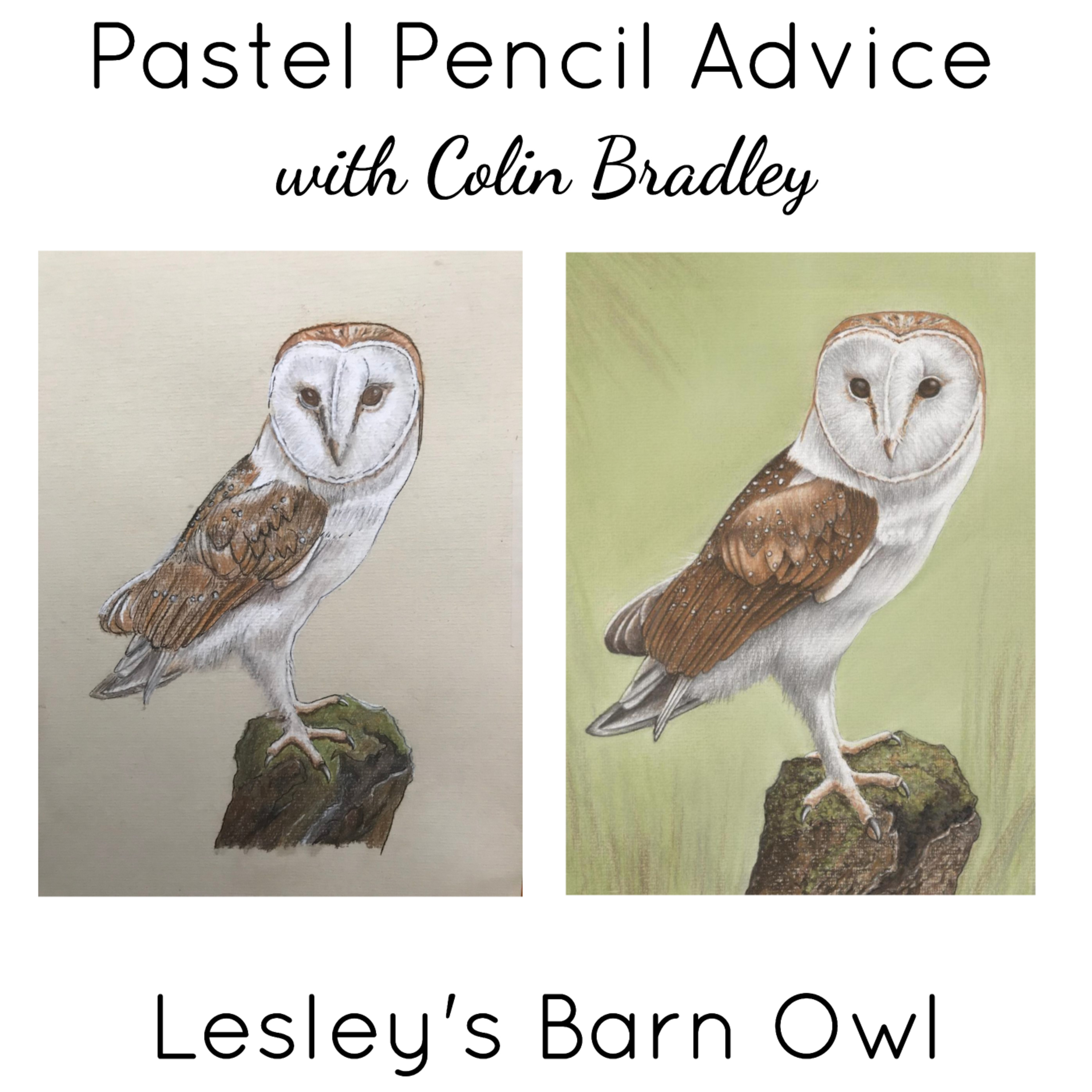 Barn Owl Contrast and Background