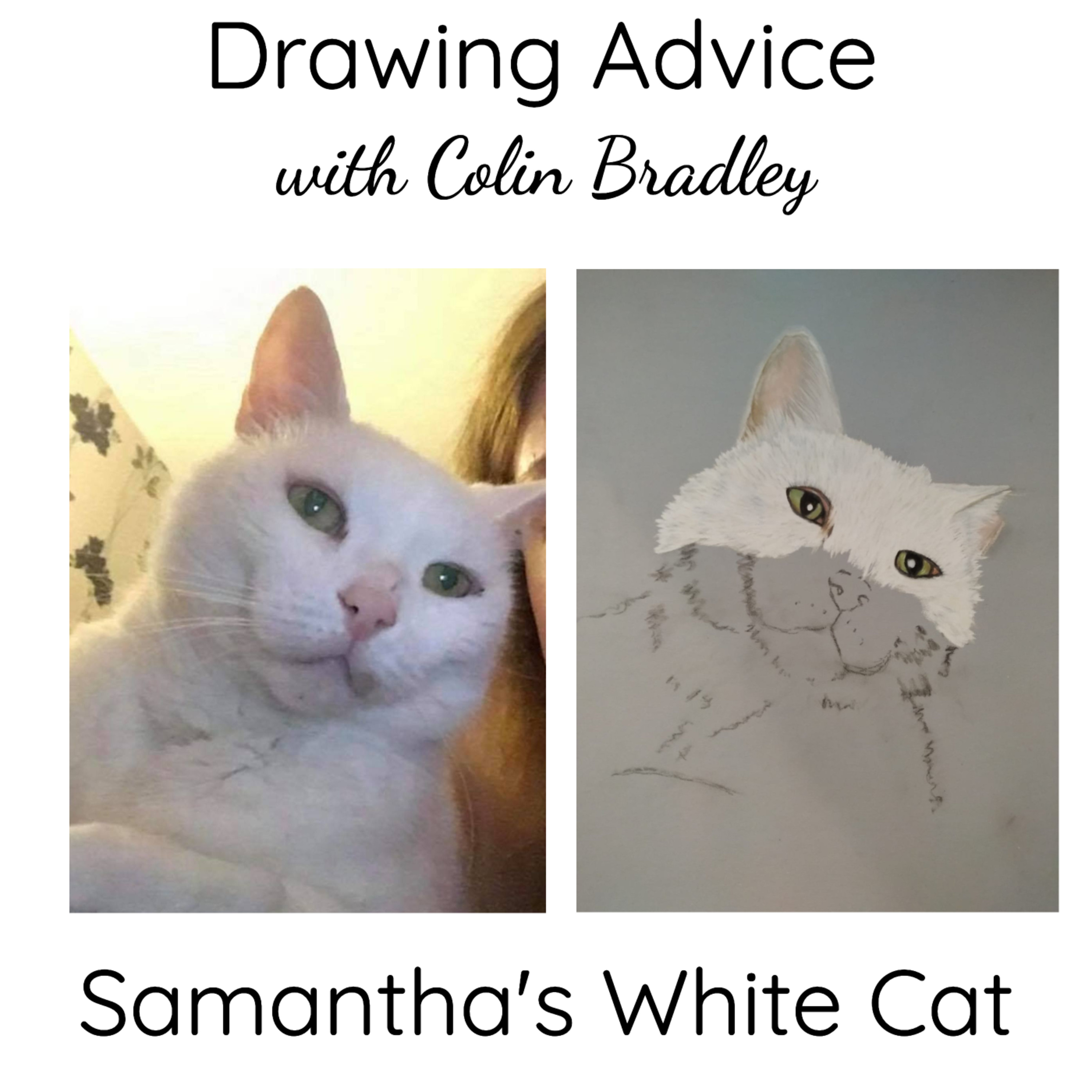 Samantha's White Cat