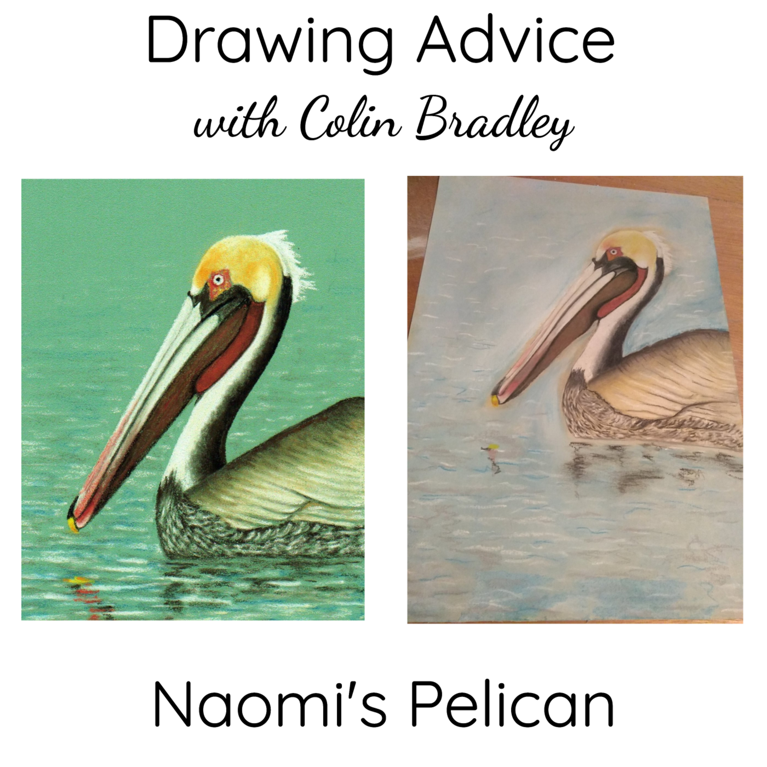 Naomi's Pelican Feedback