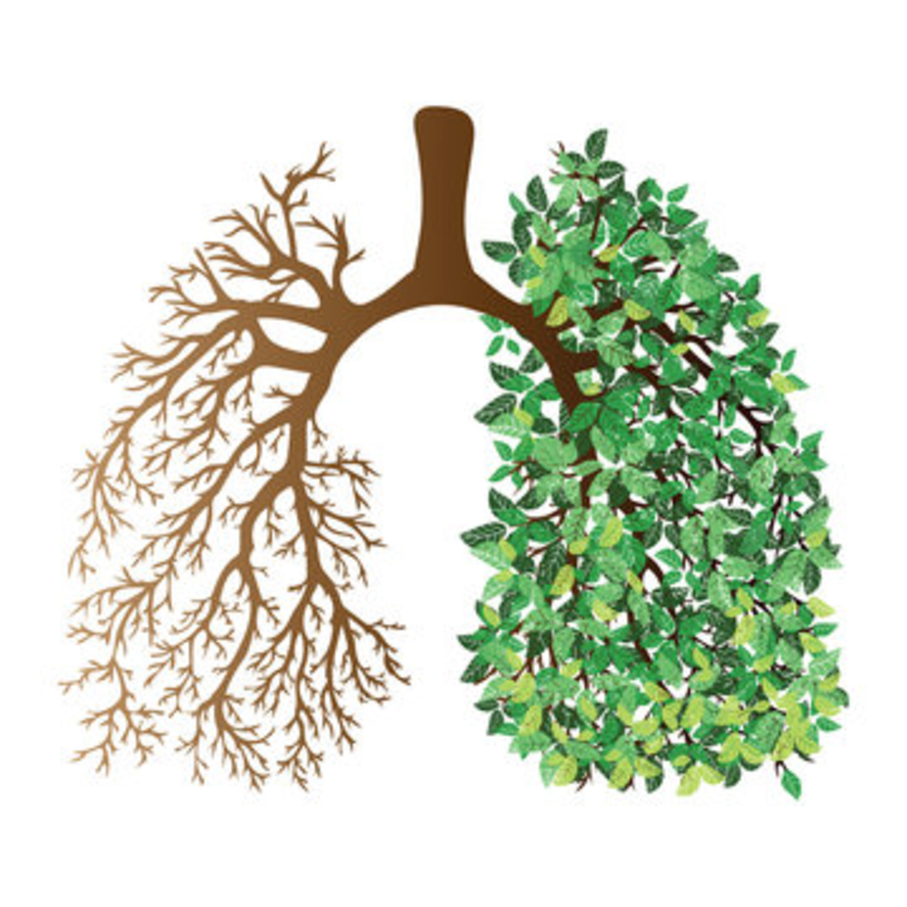 Meditation for the lungs episode artwork