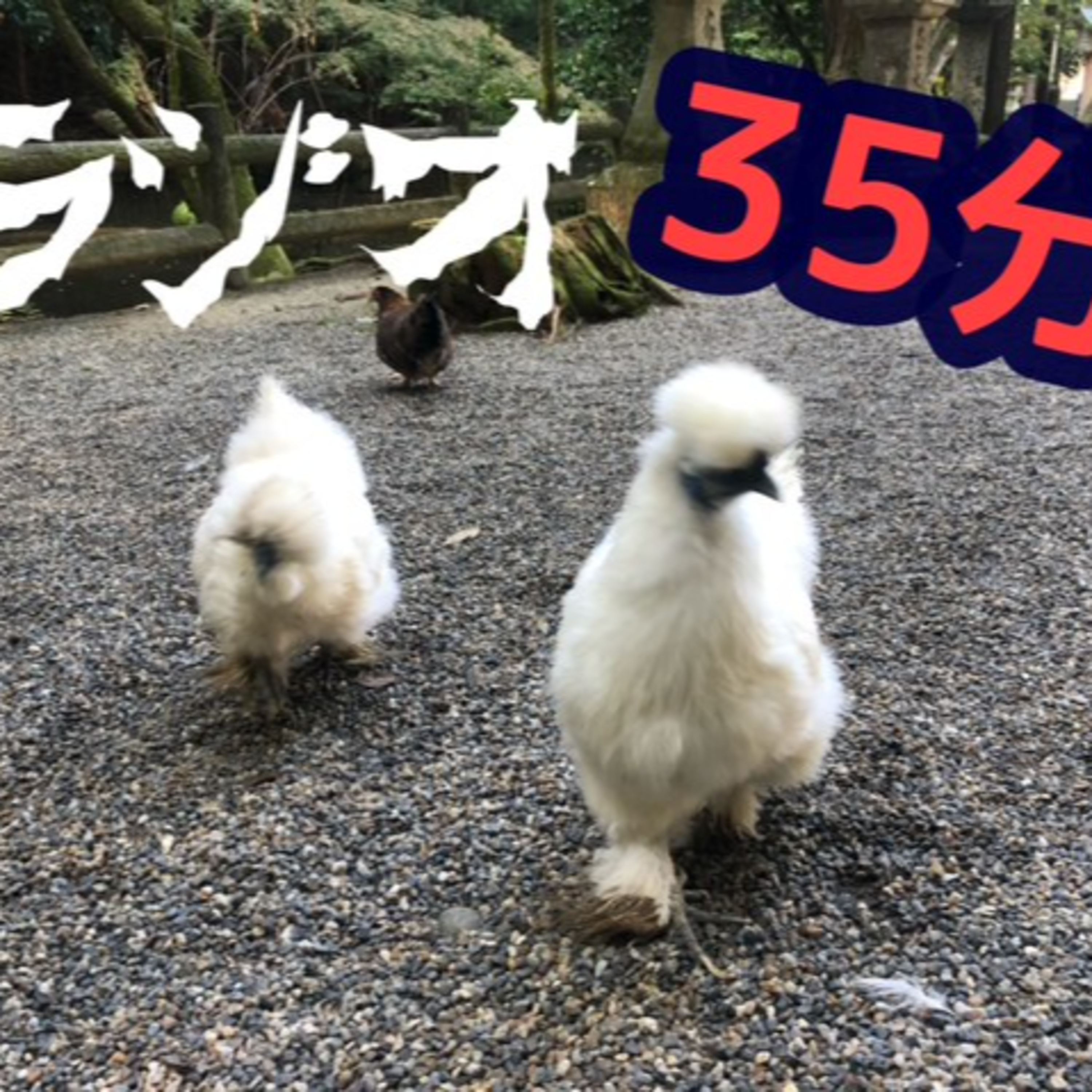 第5回ラジオ35分