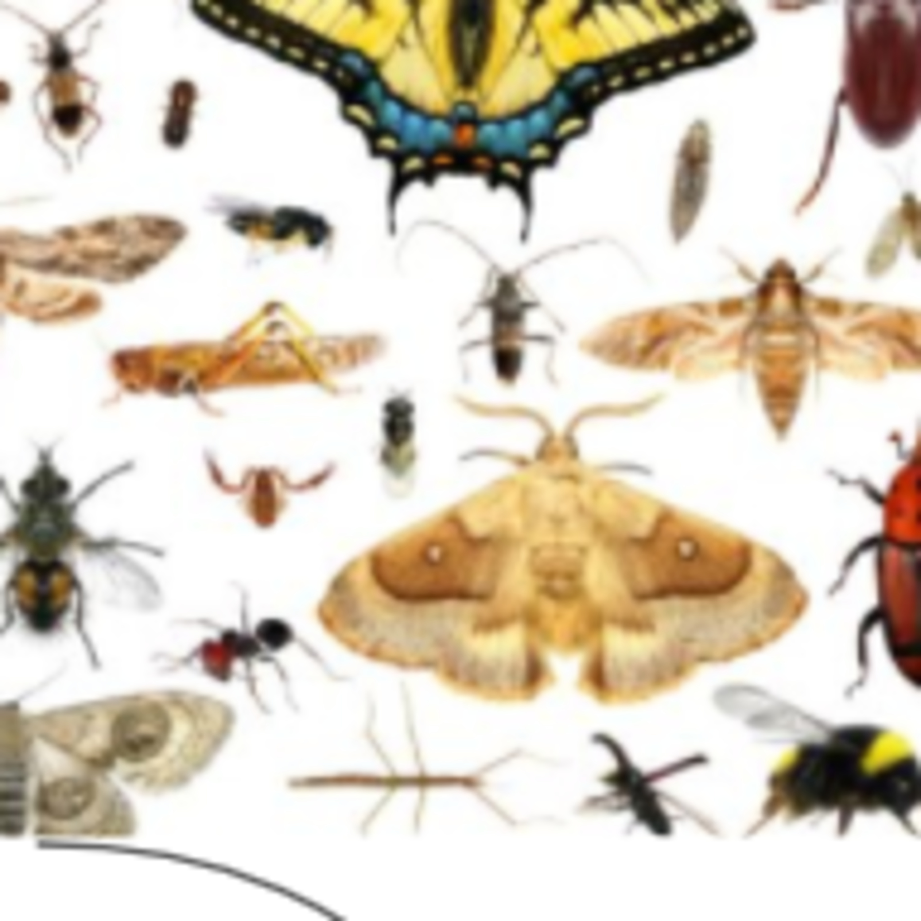 Animal Journey: Arthropods, Crustaceans, and the Amazing Crabs