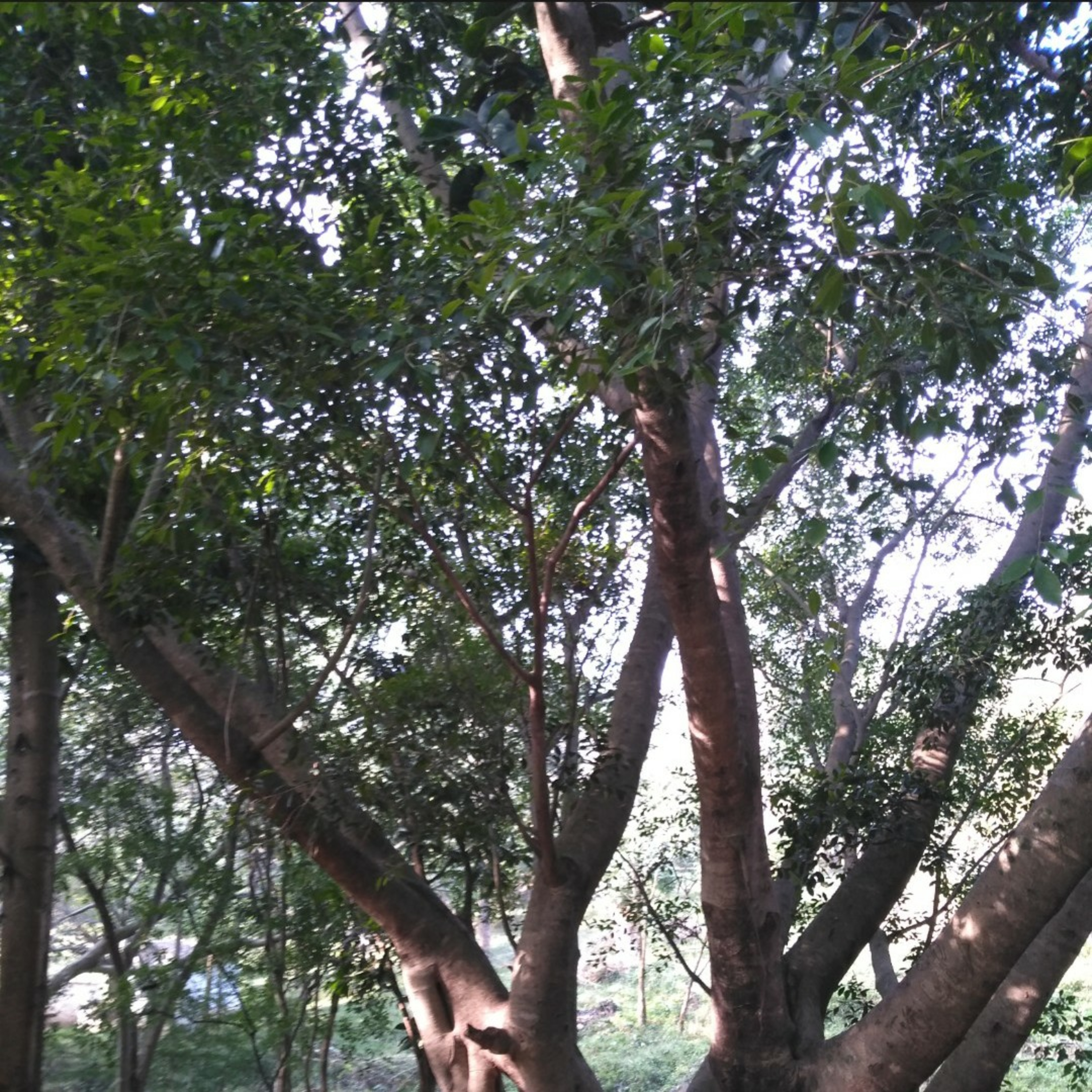 Santhakaram bhujaga sayanam