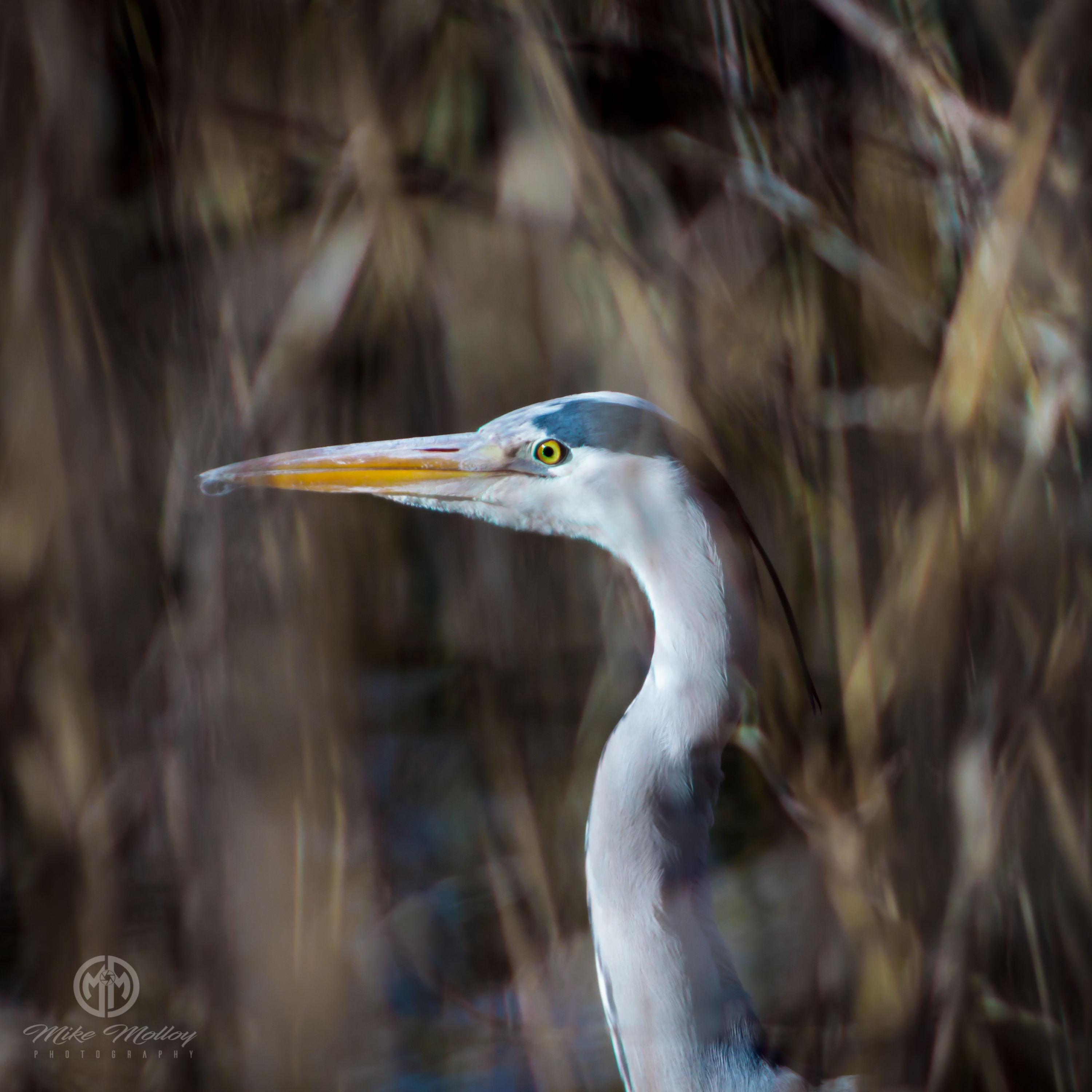 Photographing Birds - A Photography Tutorial