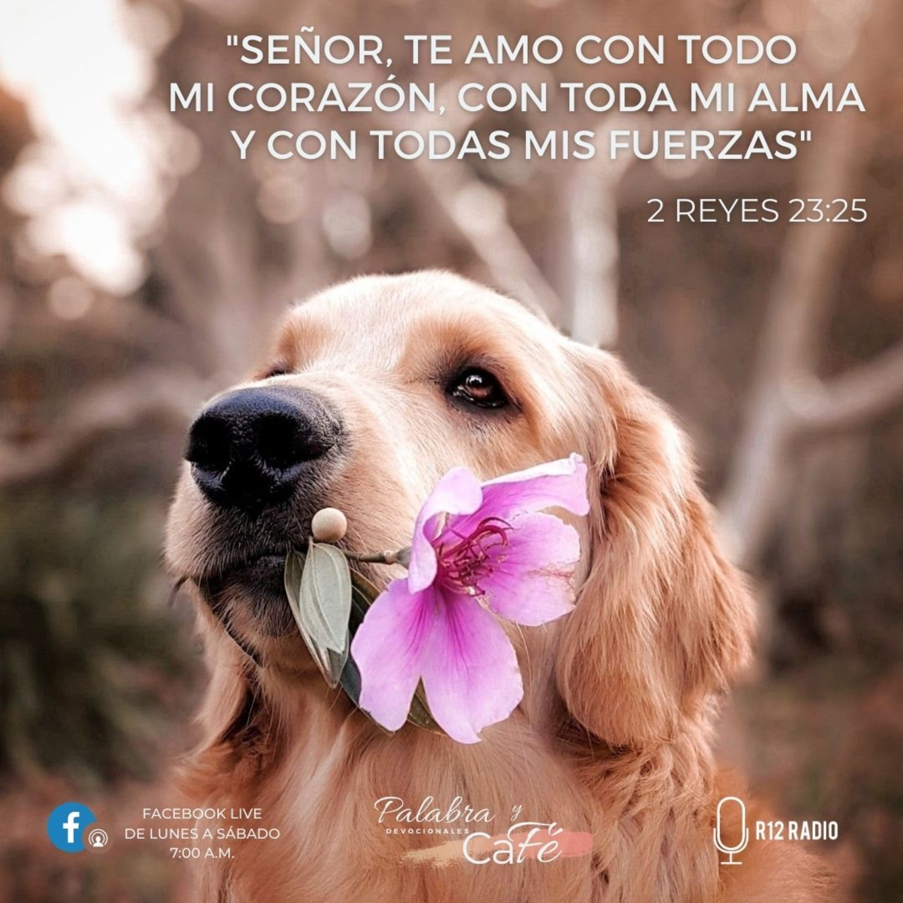 “Señor, te amo con todo mi corazón, con toda mi alma y con todas mis fuerzas” episode artwork