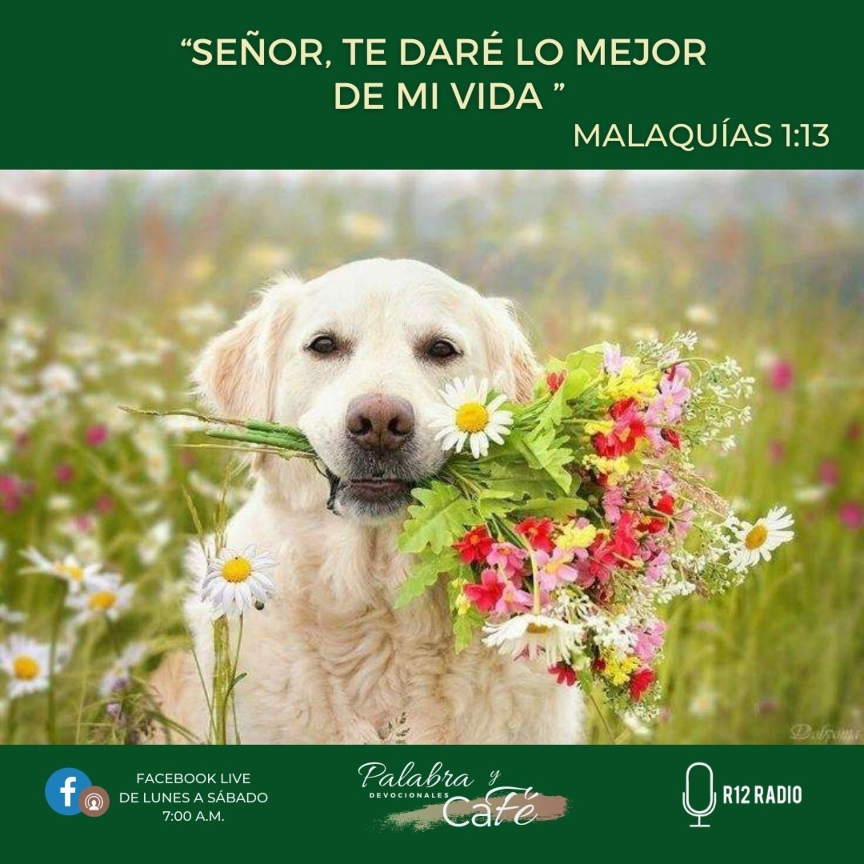 Señor, Te Daré Lo Mejor de mi Vida episode artwork