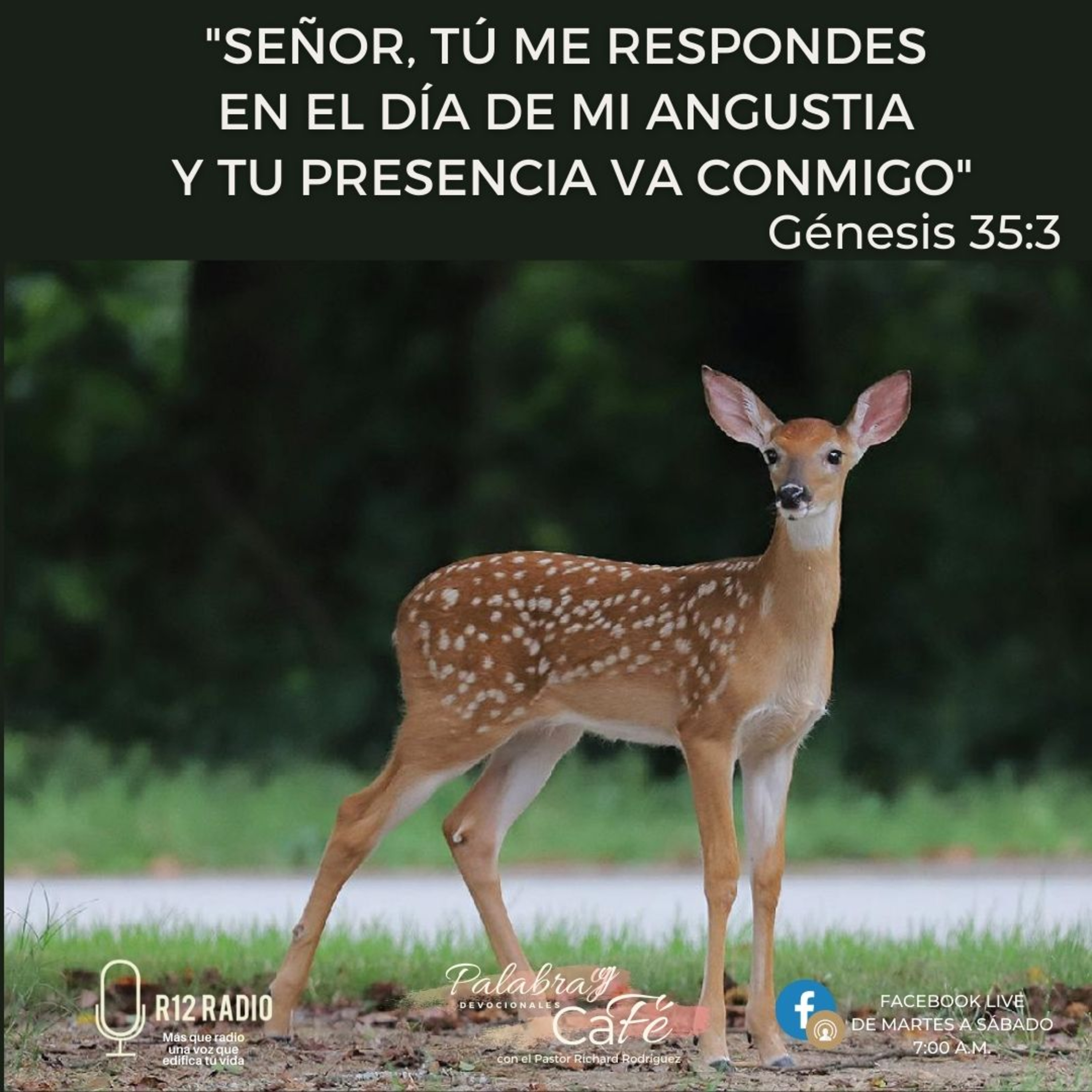 Señor, tú me respondes en el día de mi angustia y Tu presencia va conmigo episode artwork