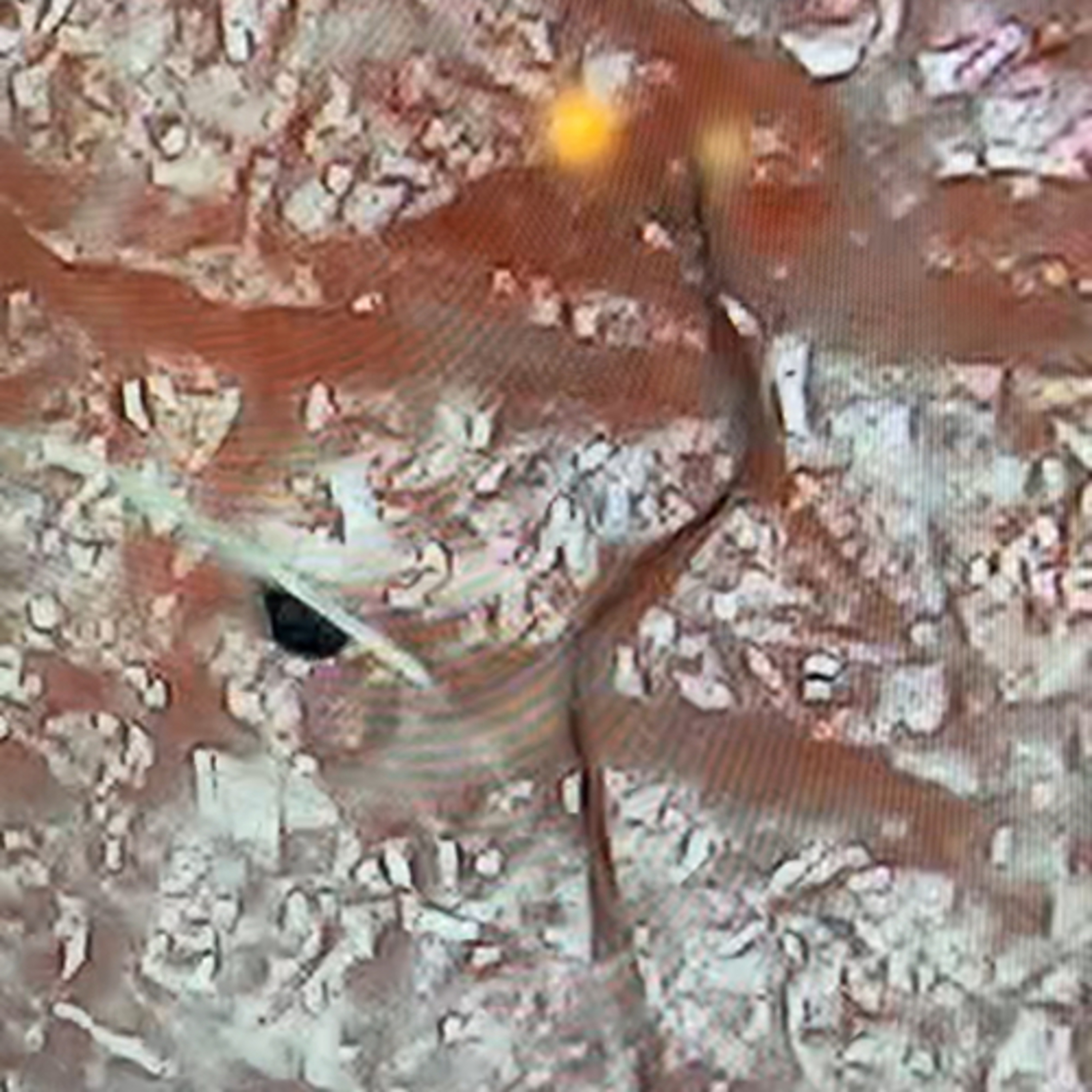 Proxima Centauri Signals