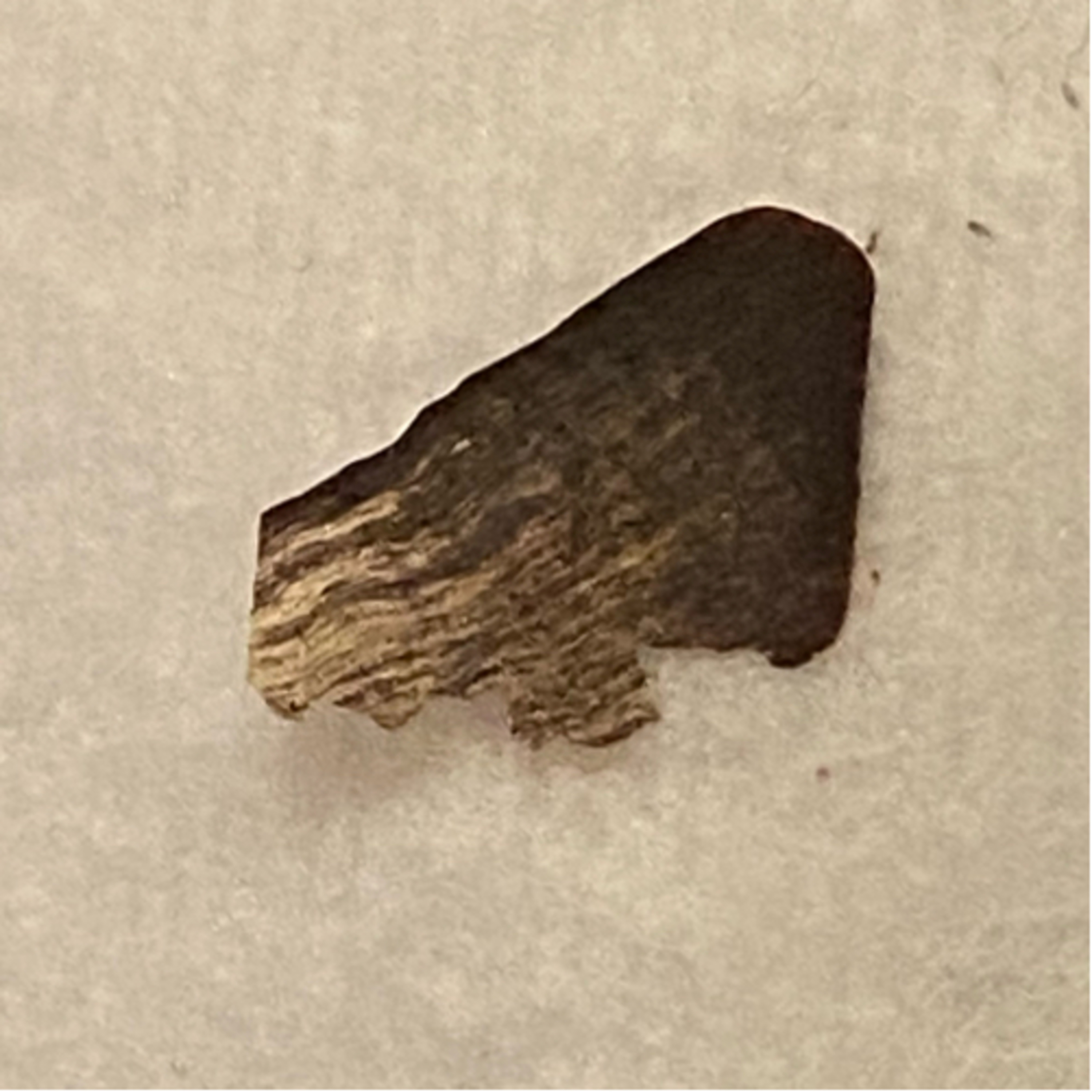Parasitic Fungal Infection AKA Morgellons?