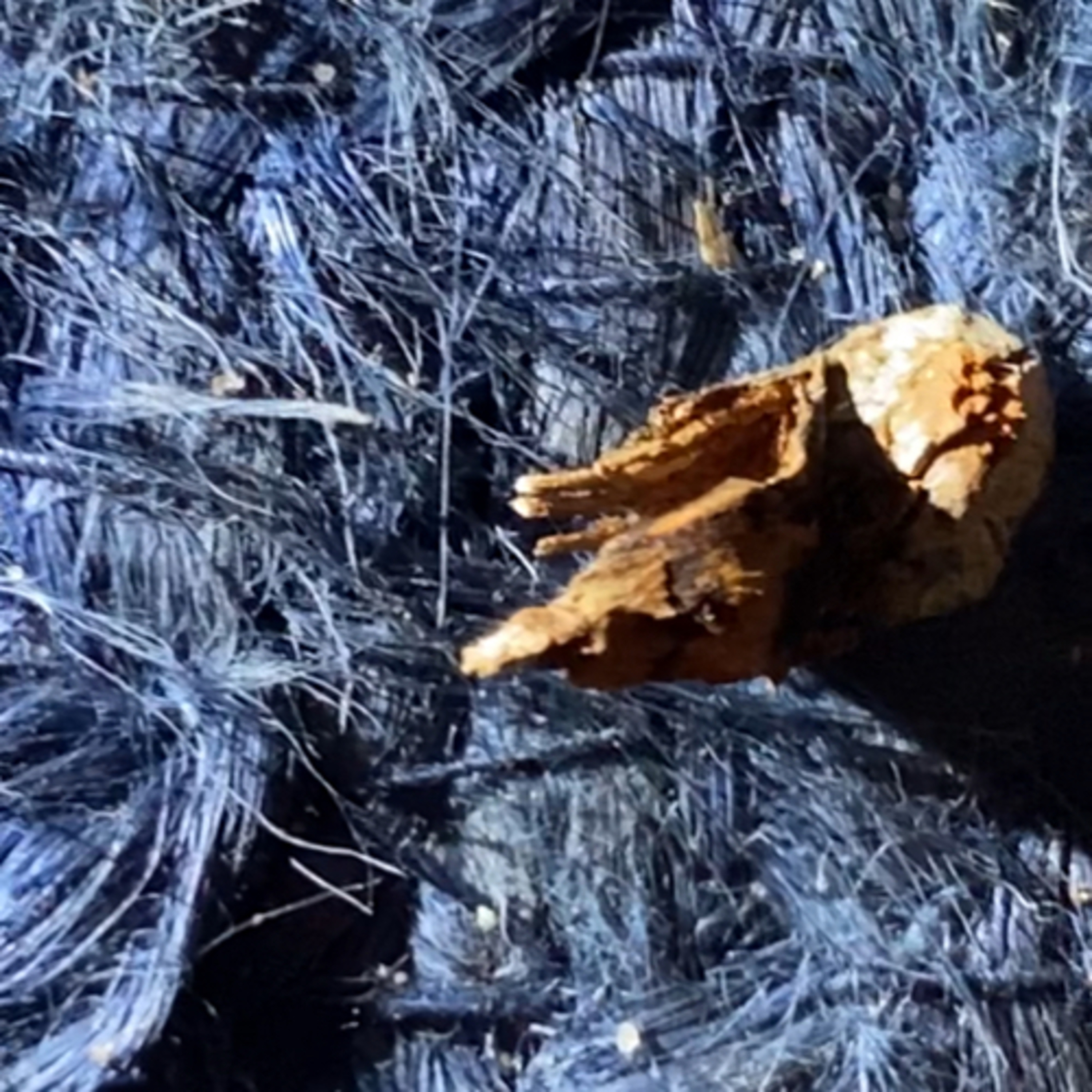 Bat Plague: the other corona