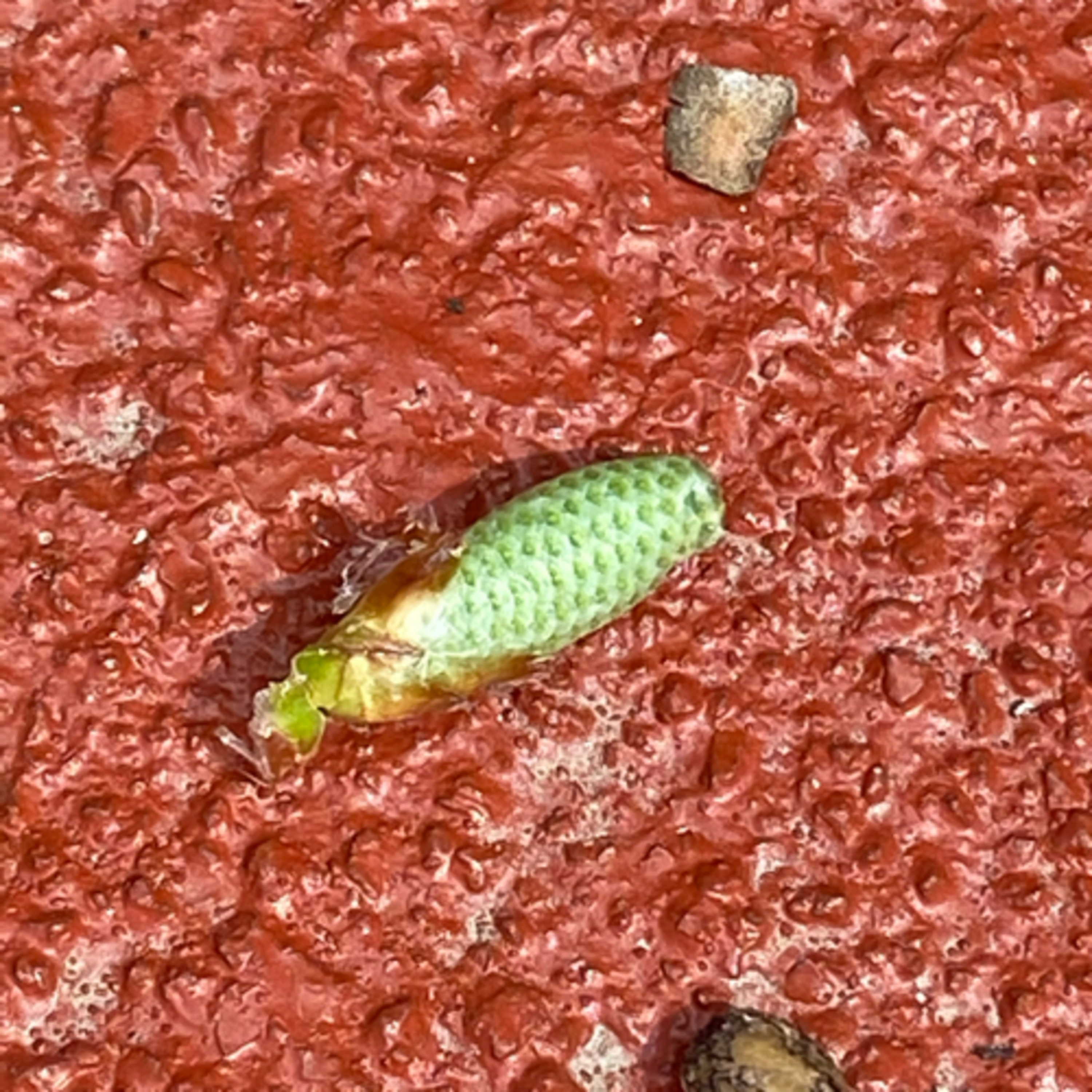 Deer Fly Morgellons