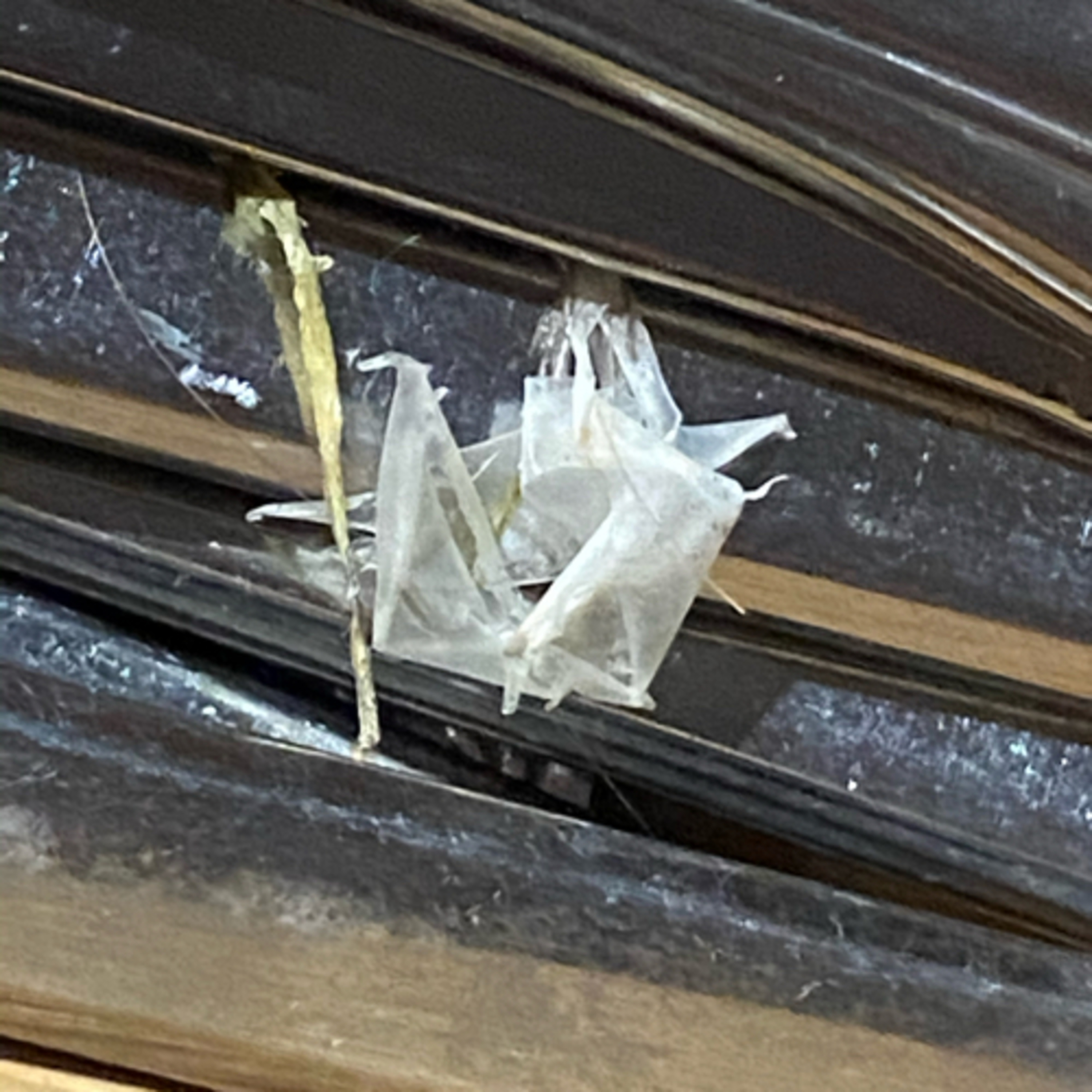 Phantom Midges and Morgellons