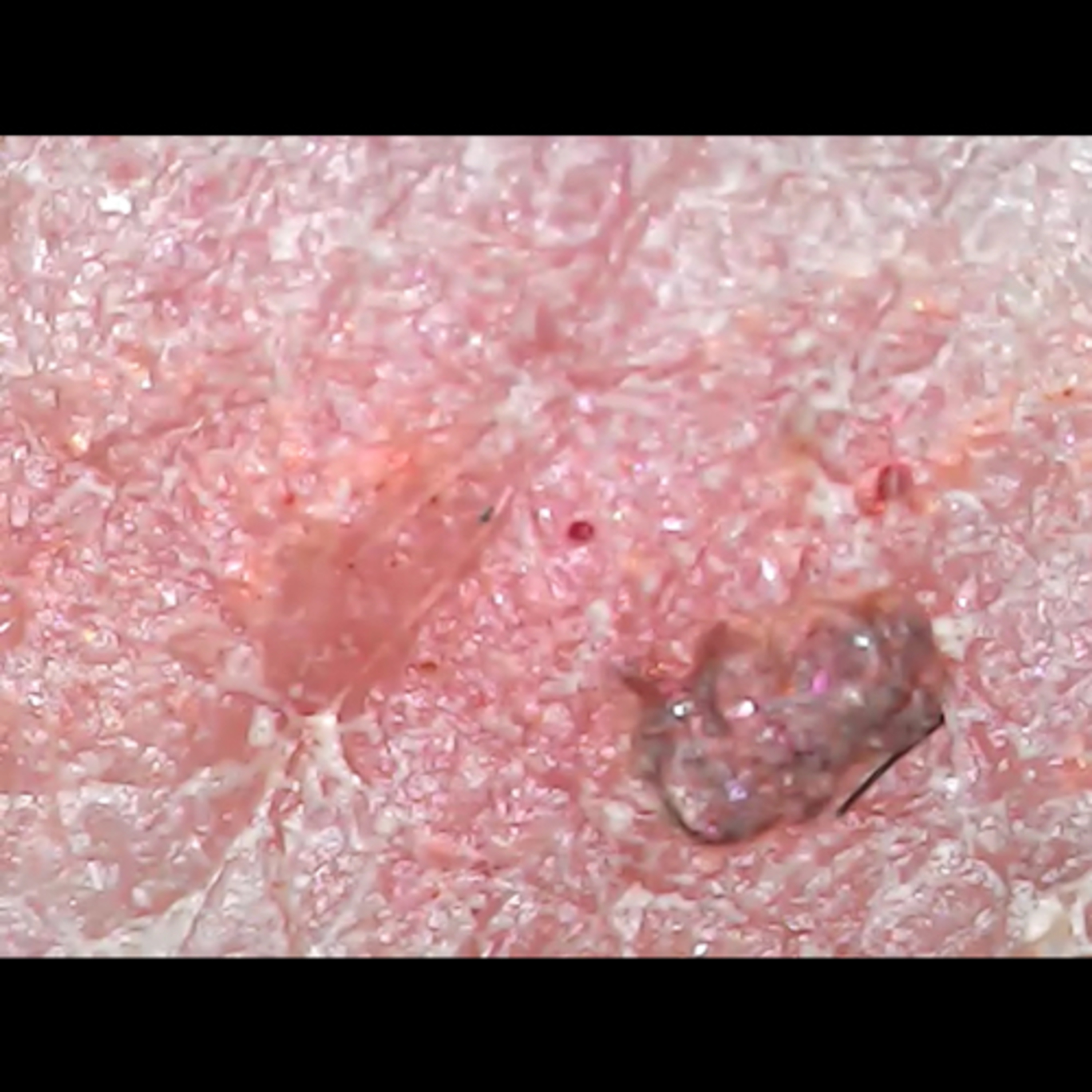 The whole body cell atlas BGI group