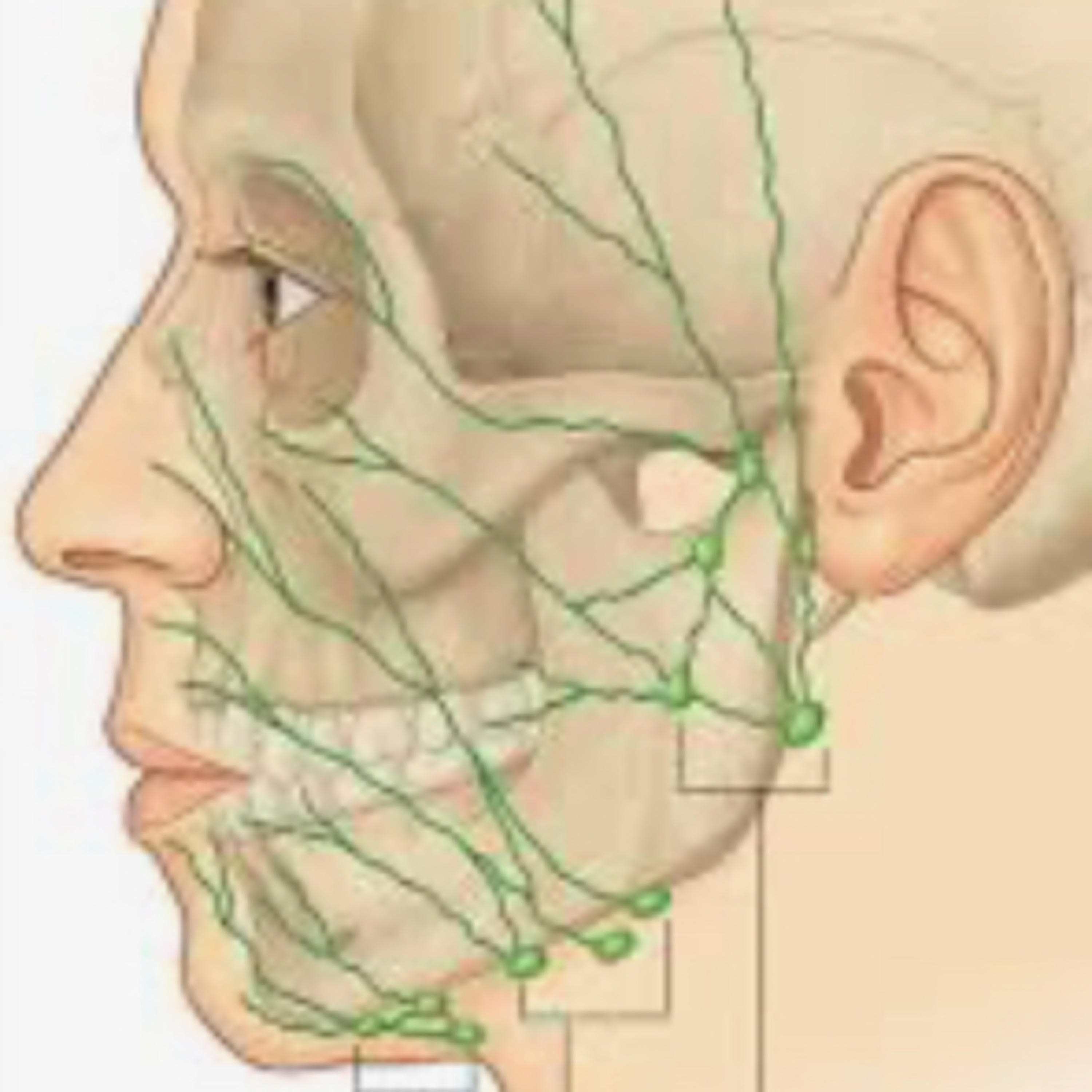Morgellons Case Count