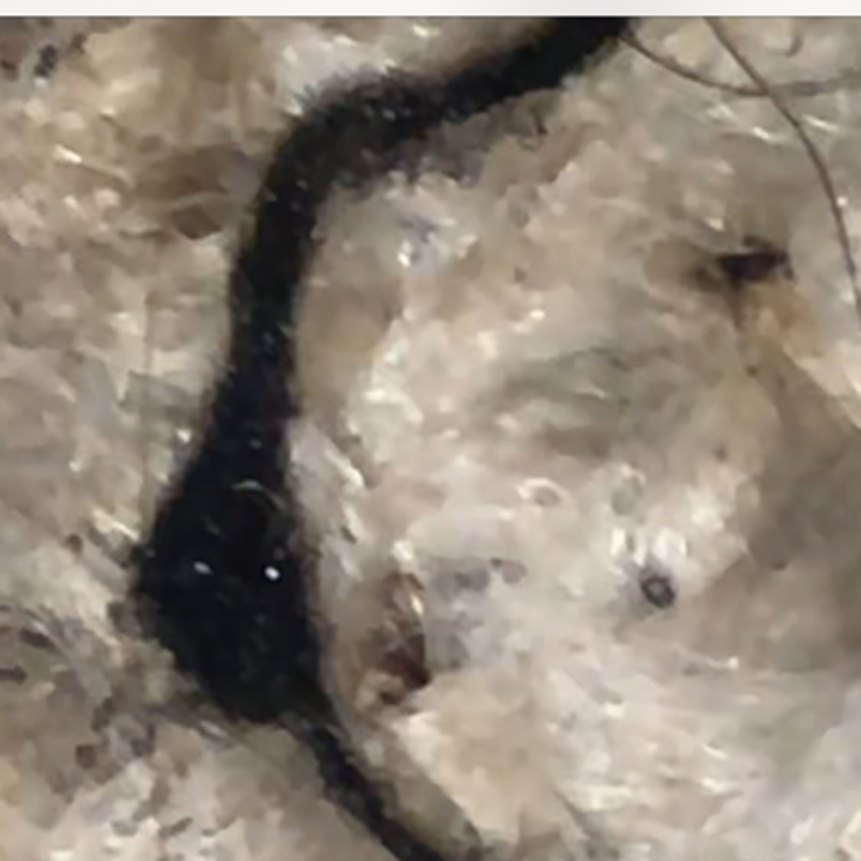 Delusional Parasitosis in Iraq