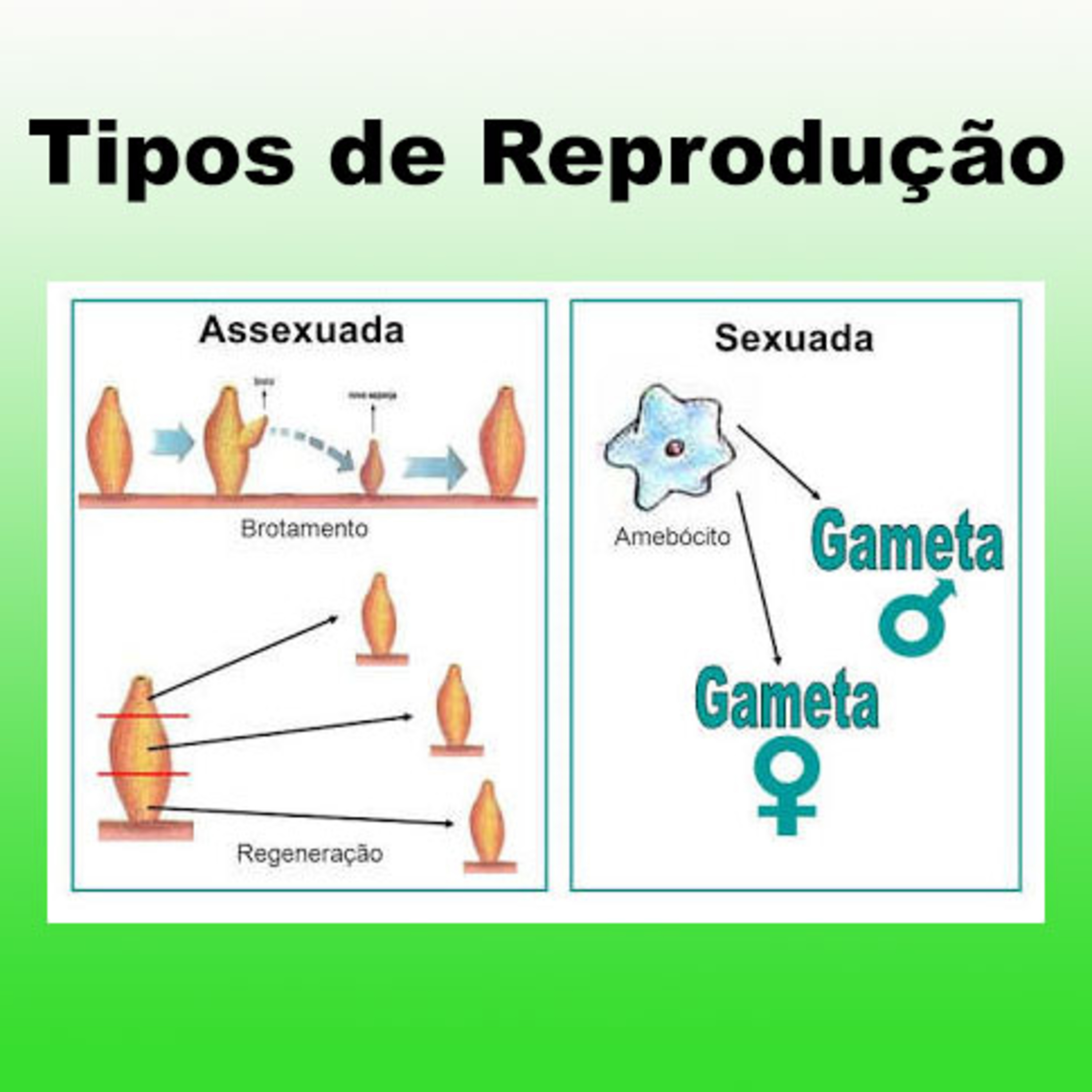 Criança quer saber
