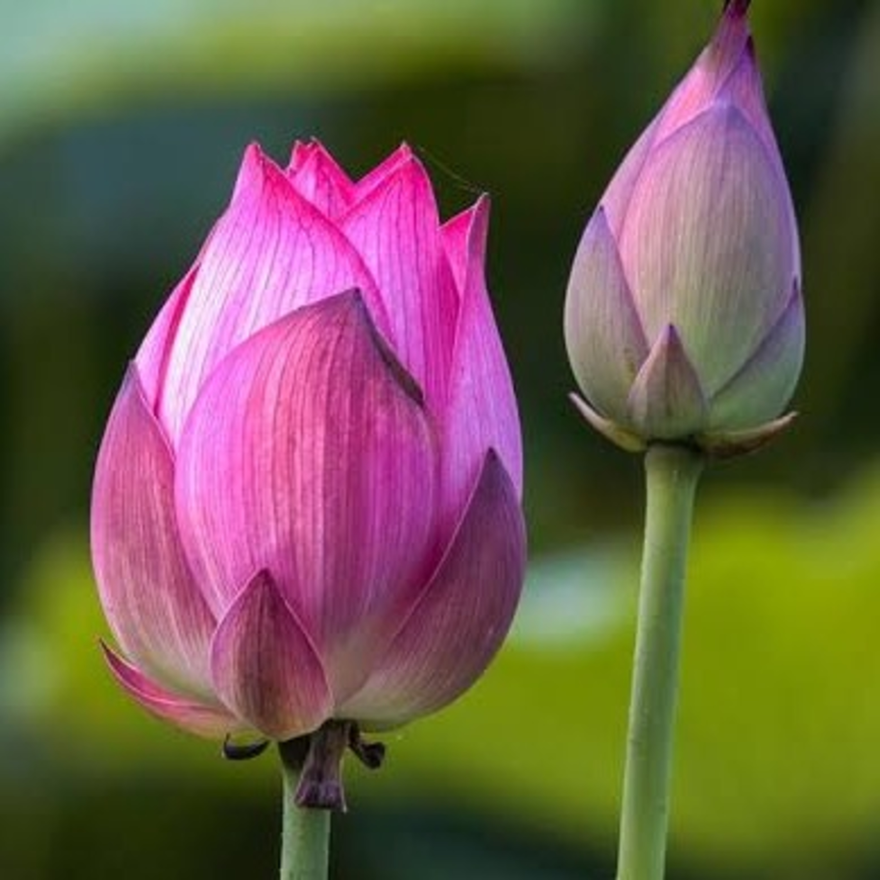 Wisdom of Maharshi MahaManas