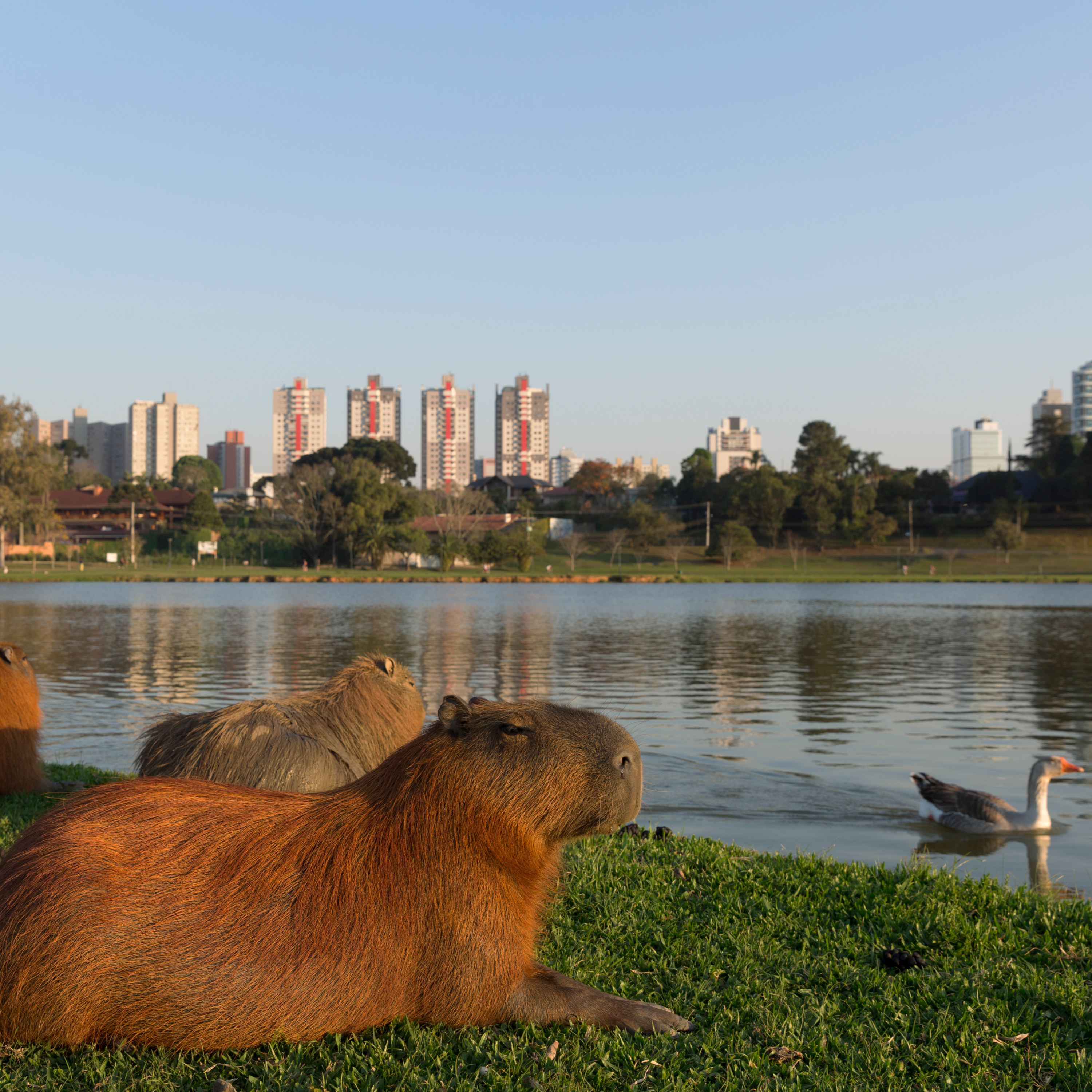 Crônicas da Cidade
