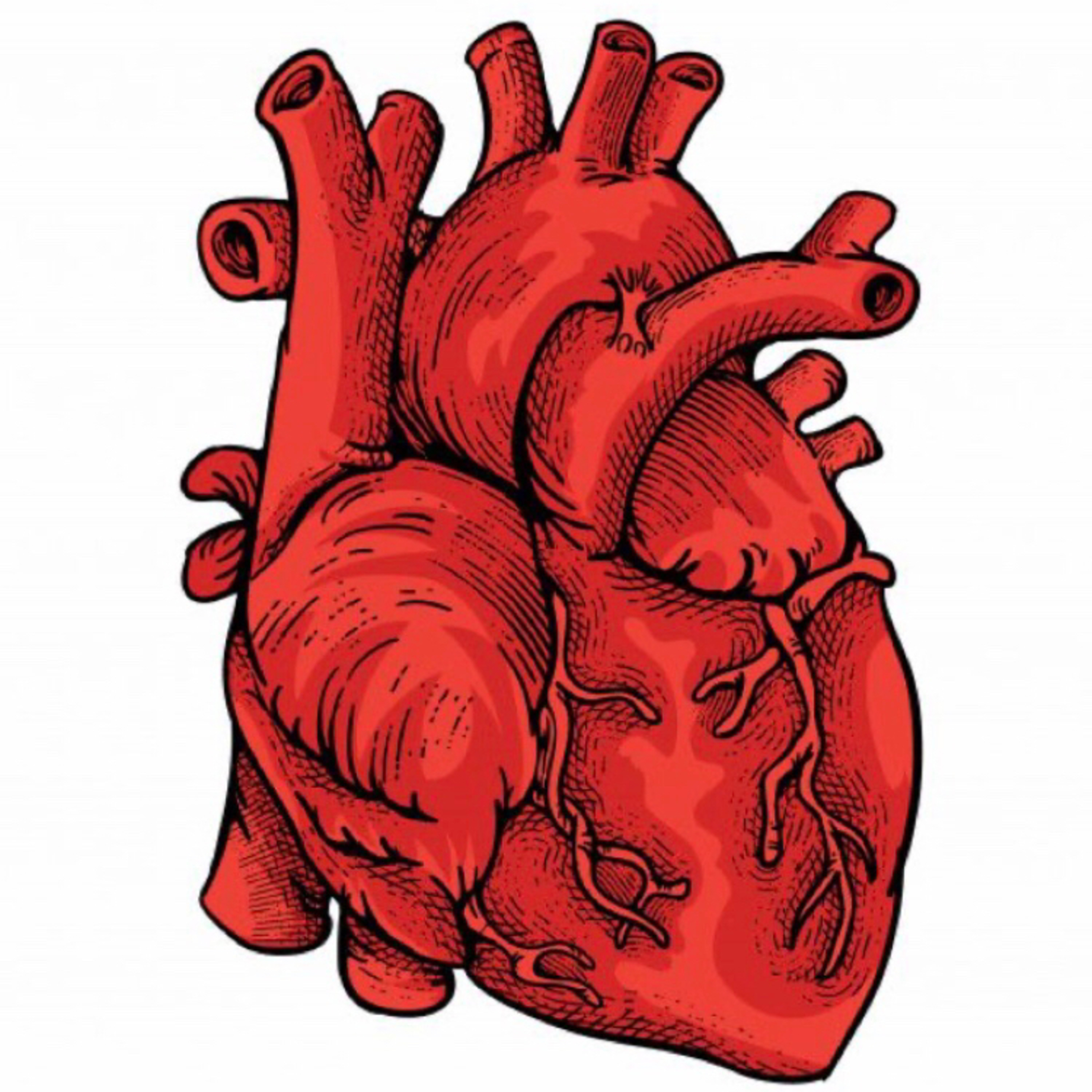 Anatomia en pañales cap.2
