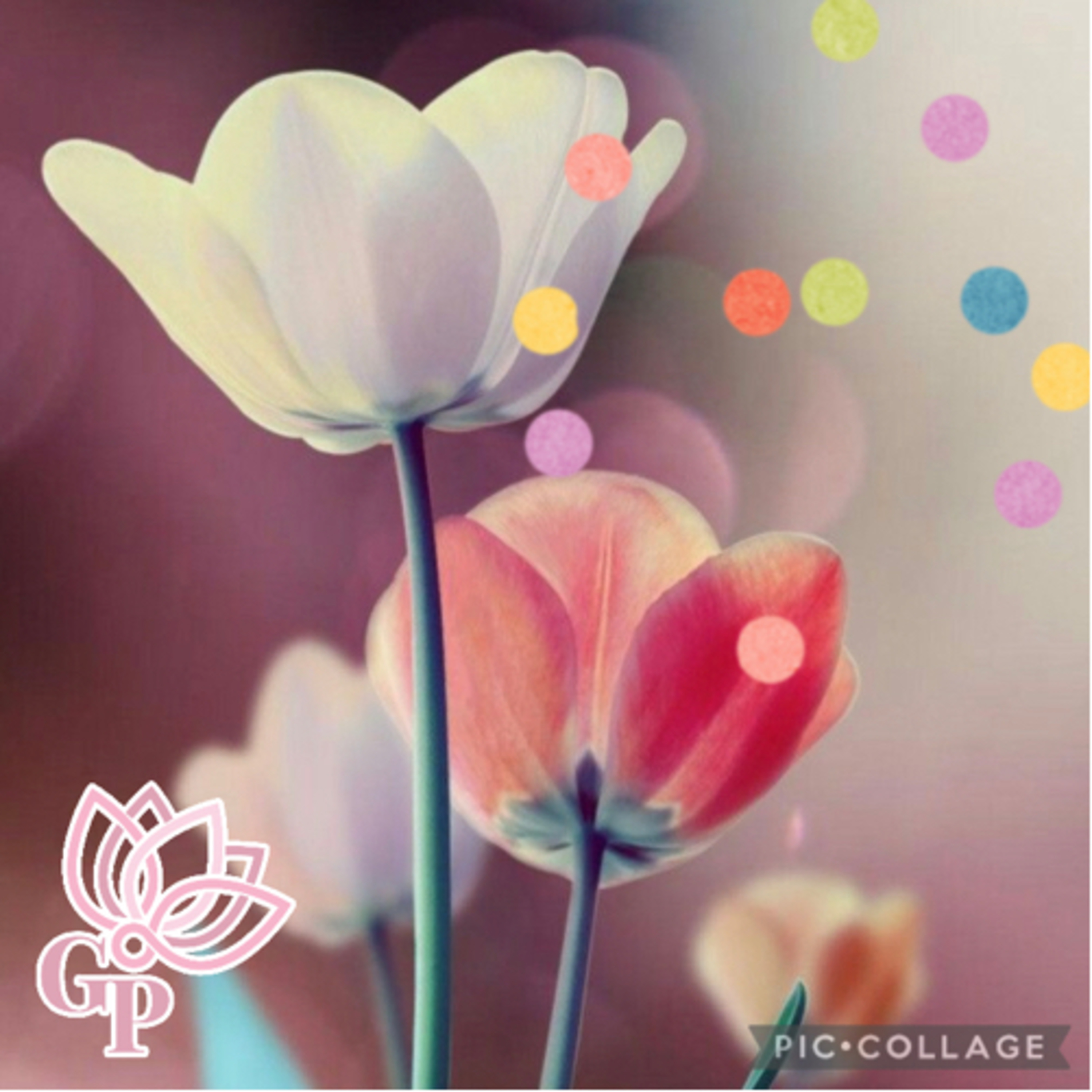 Continuo seguindo !!! ☮️♋️💟✝️🐚🧿🤍💜🌺