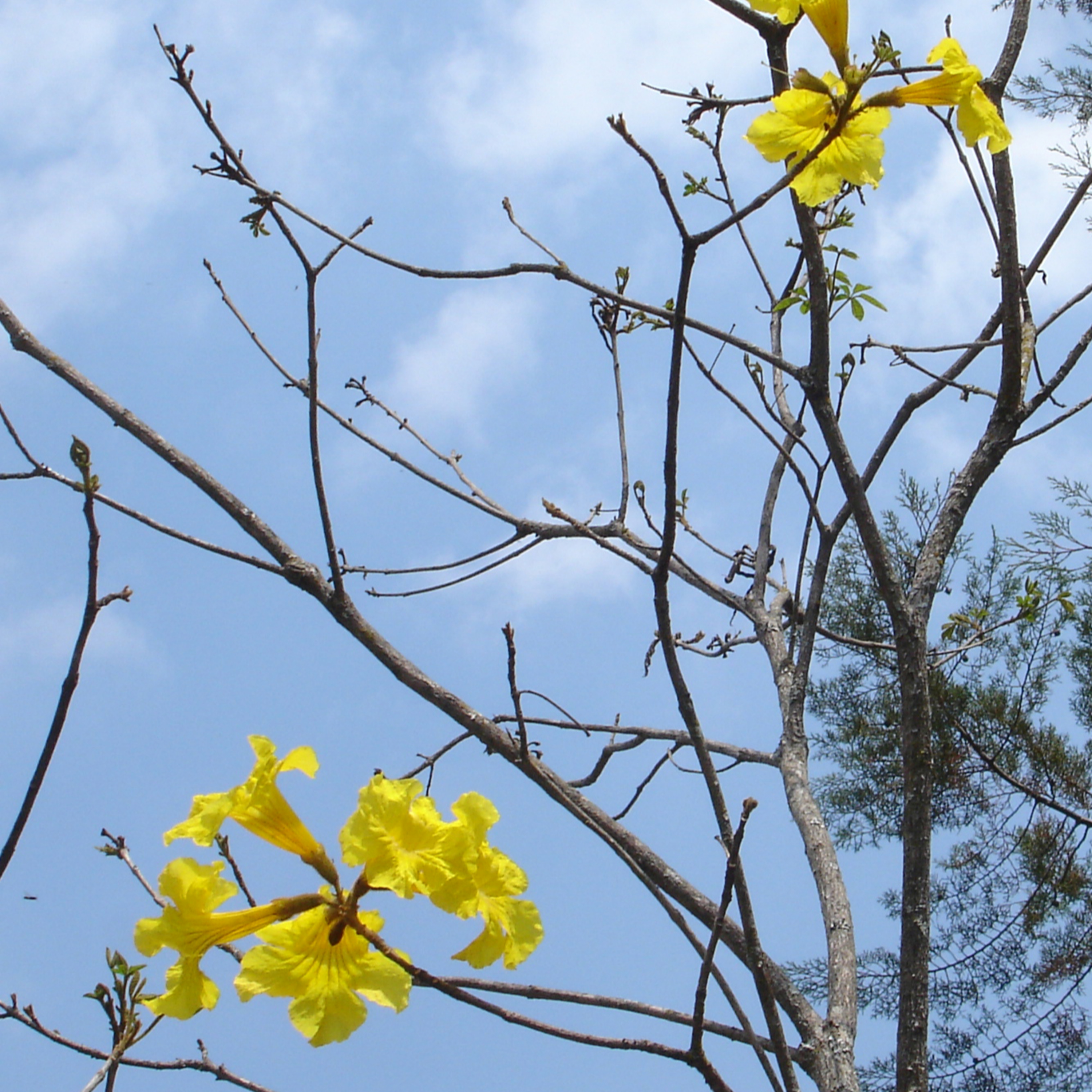 Ipê amarelo no meu jardim. episode artwork