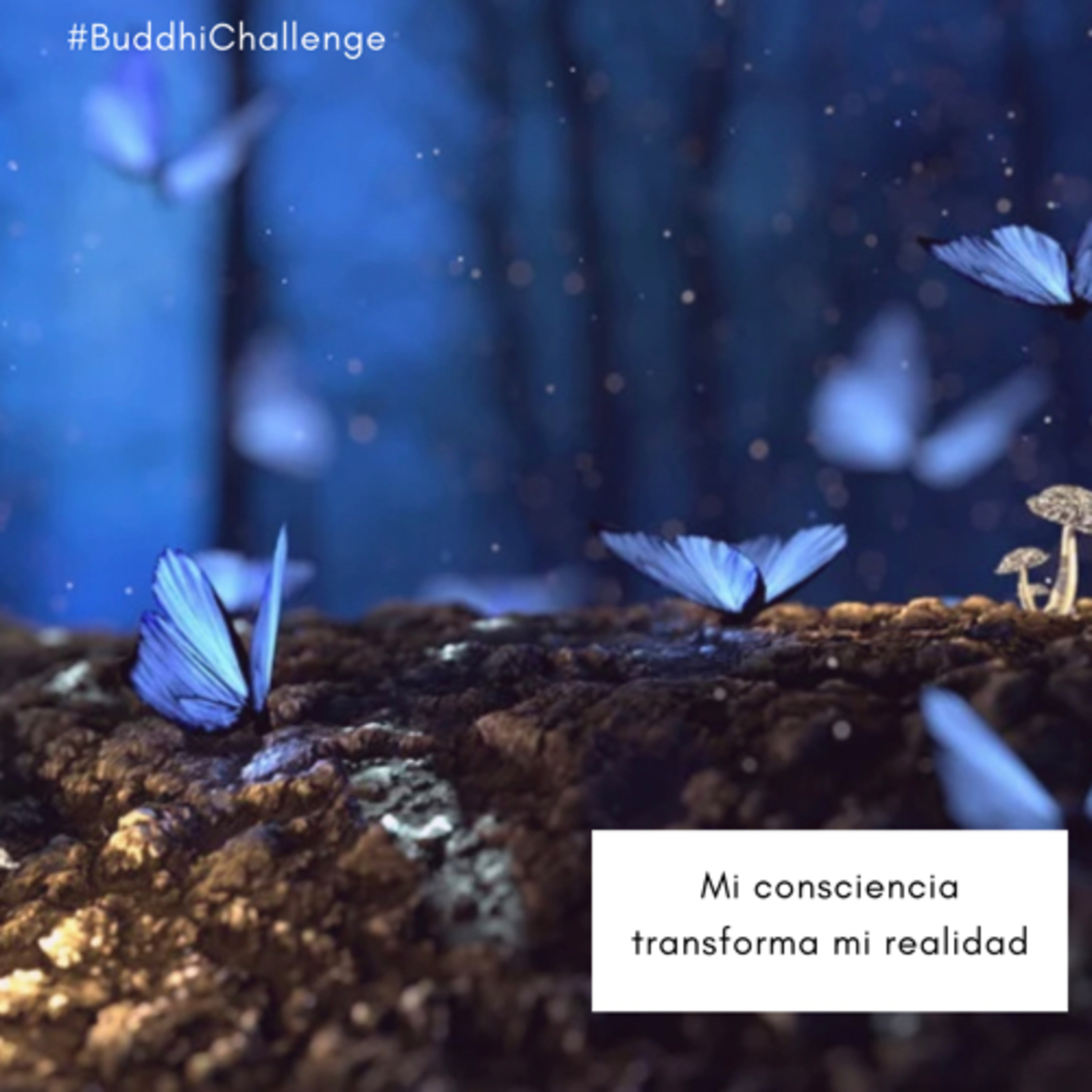 Día 8- Transformación episode artwork