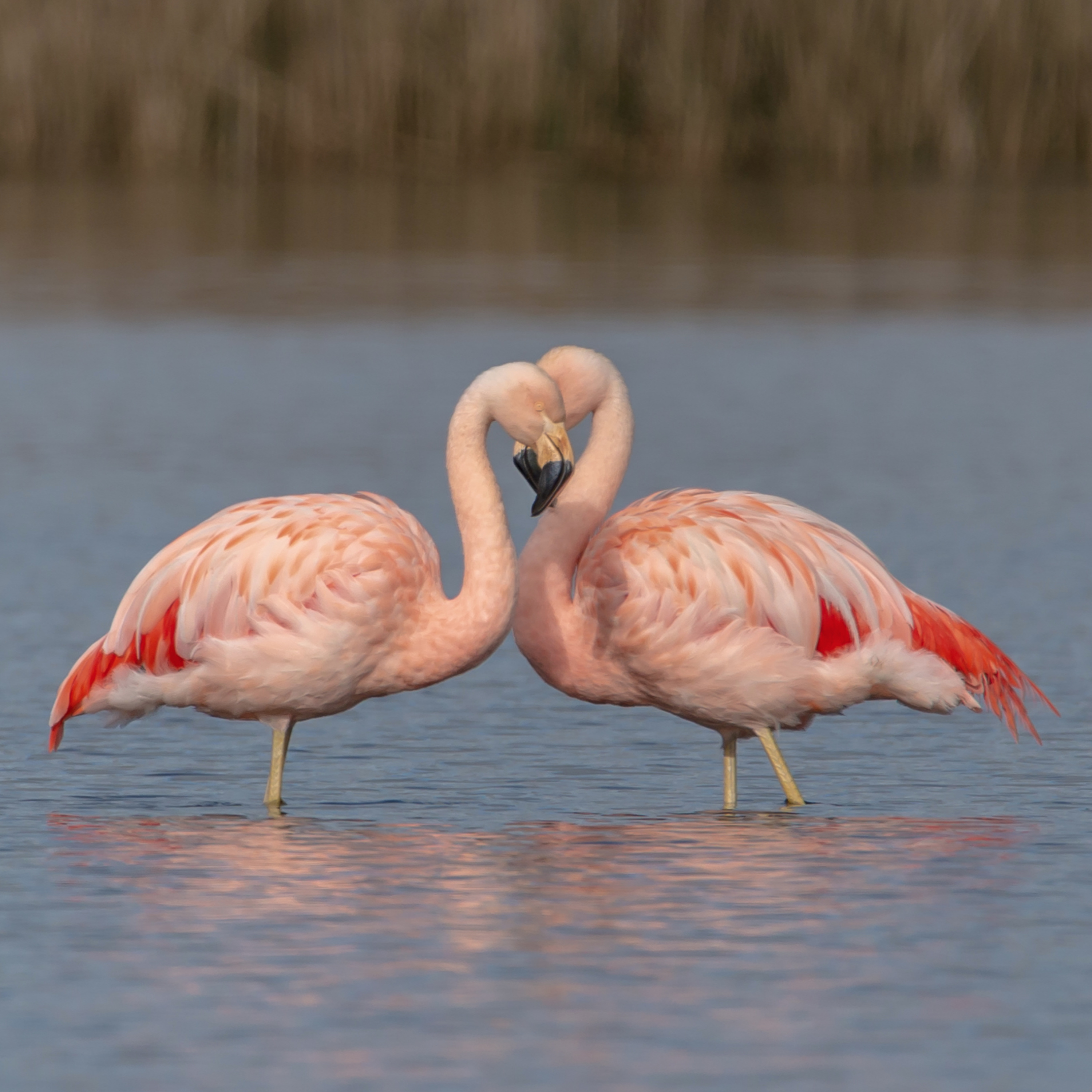 Aves del Santuario de la Naturaleza