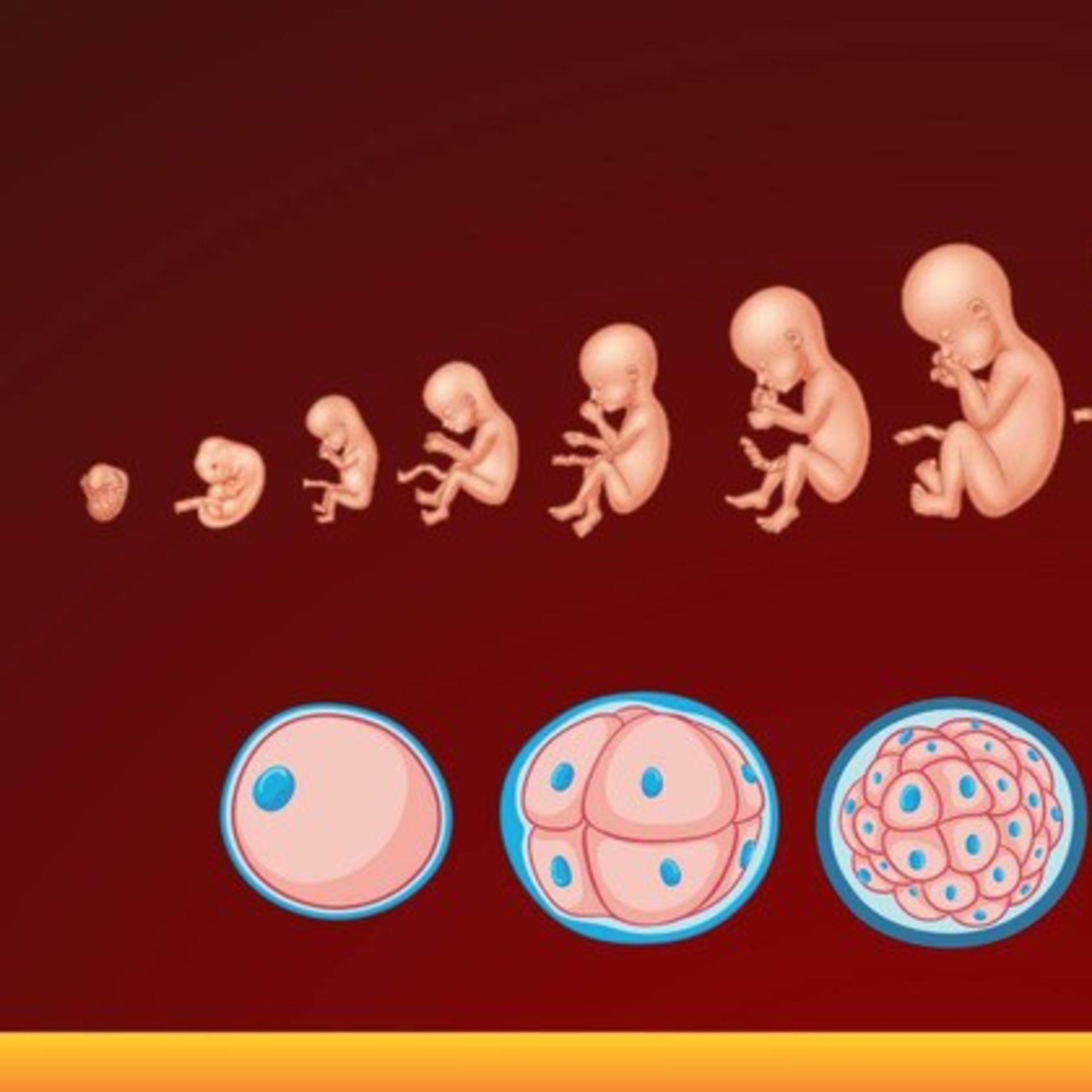Embriologia-gastrulacion y Neurulacion- Ubj