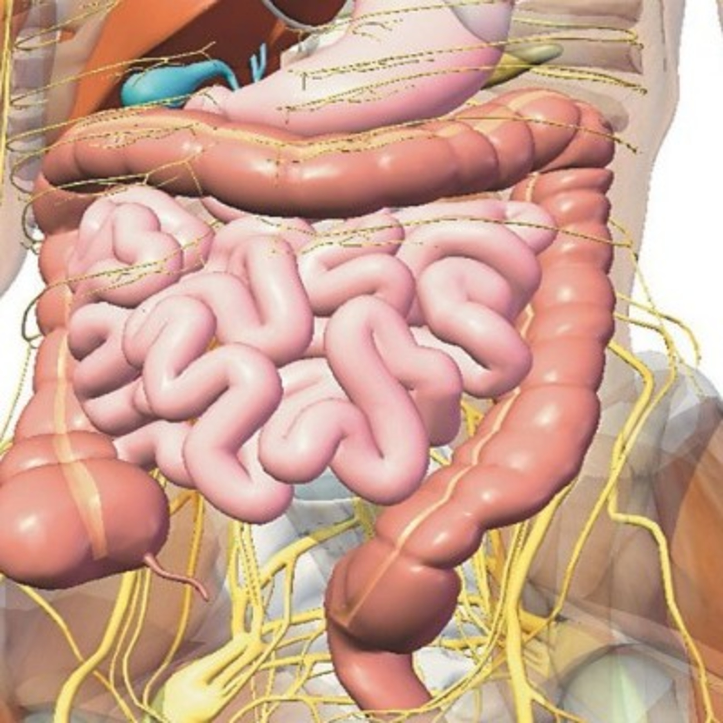 Embriologia-gastrulacion y Neurulacion- Ubj
