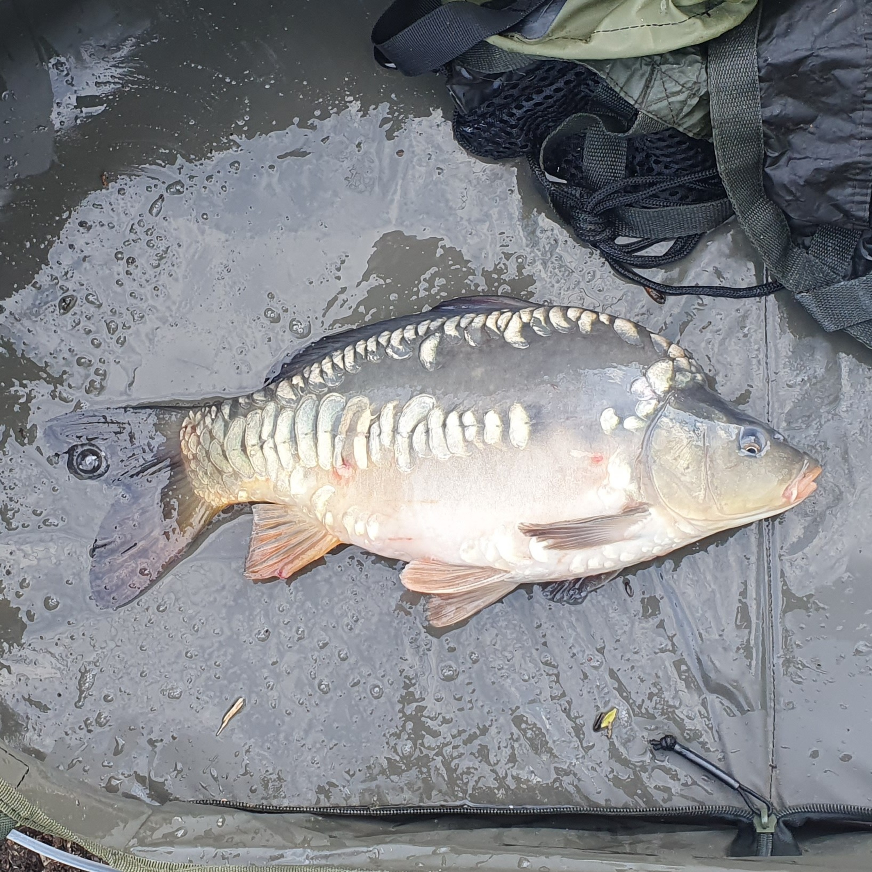 Nandos Lake 001 / Carp Fishing