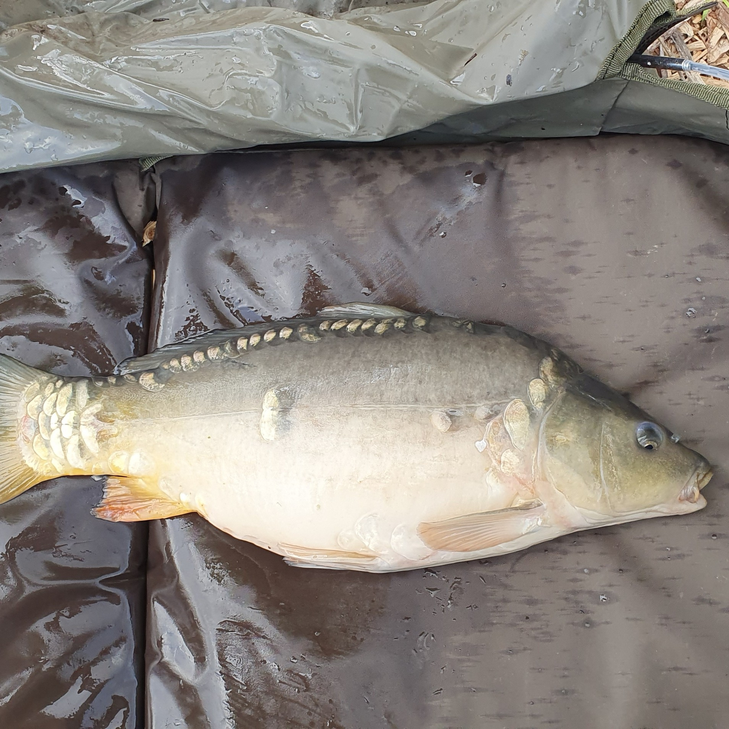 Legends Lake 005 / Carp Fishing