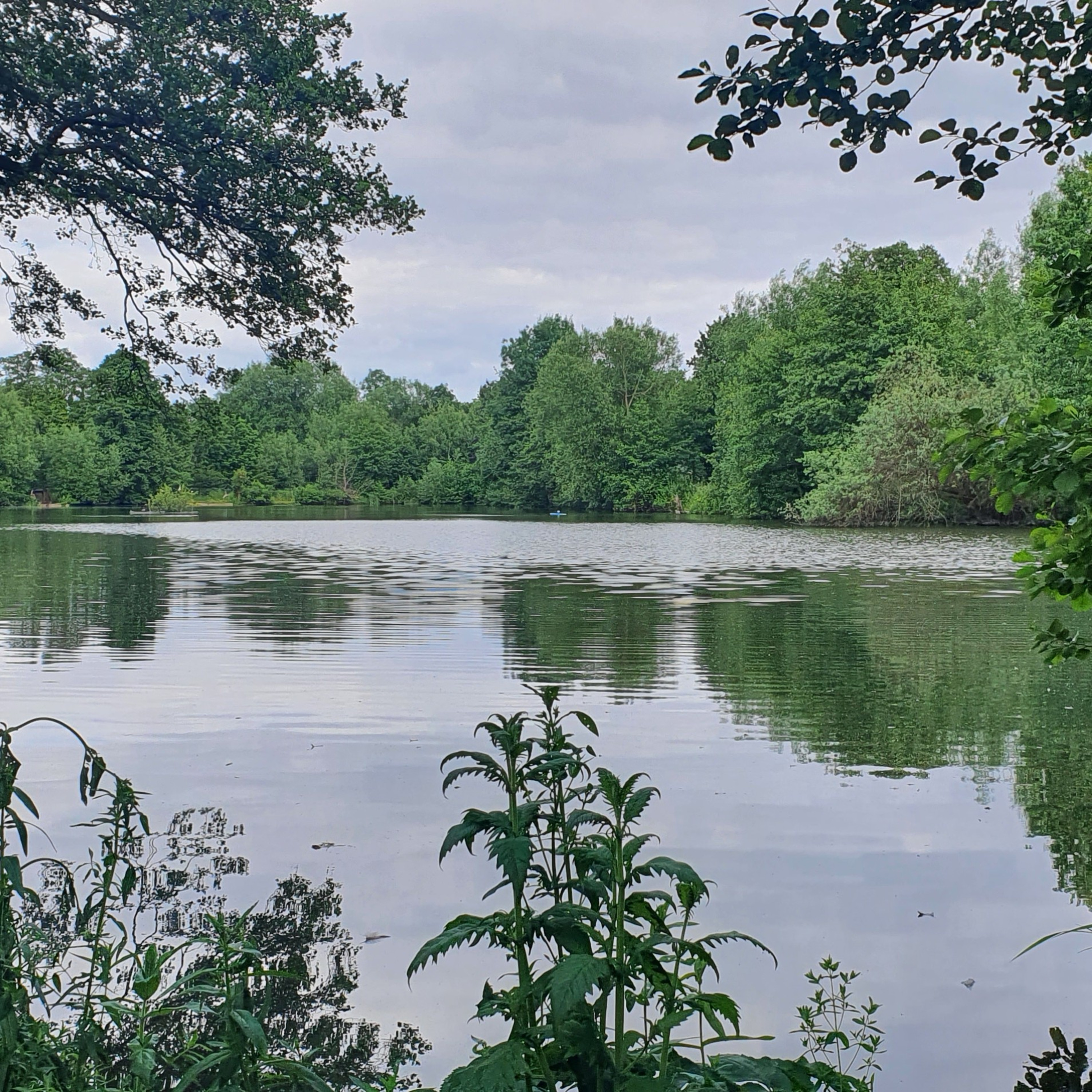 The Weedy Lake 001 / Carp Fishing