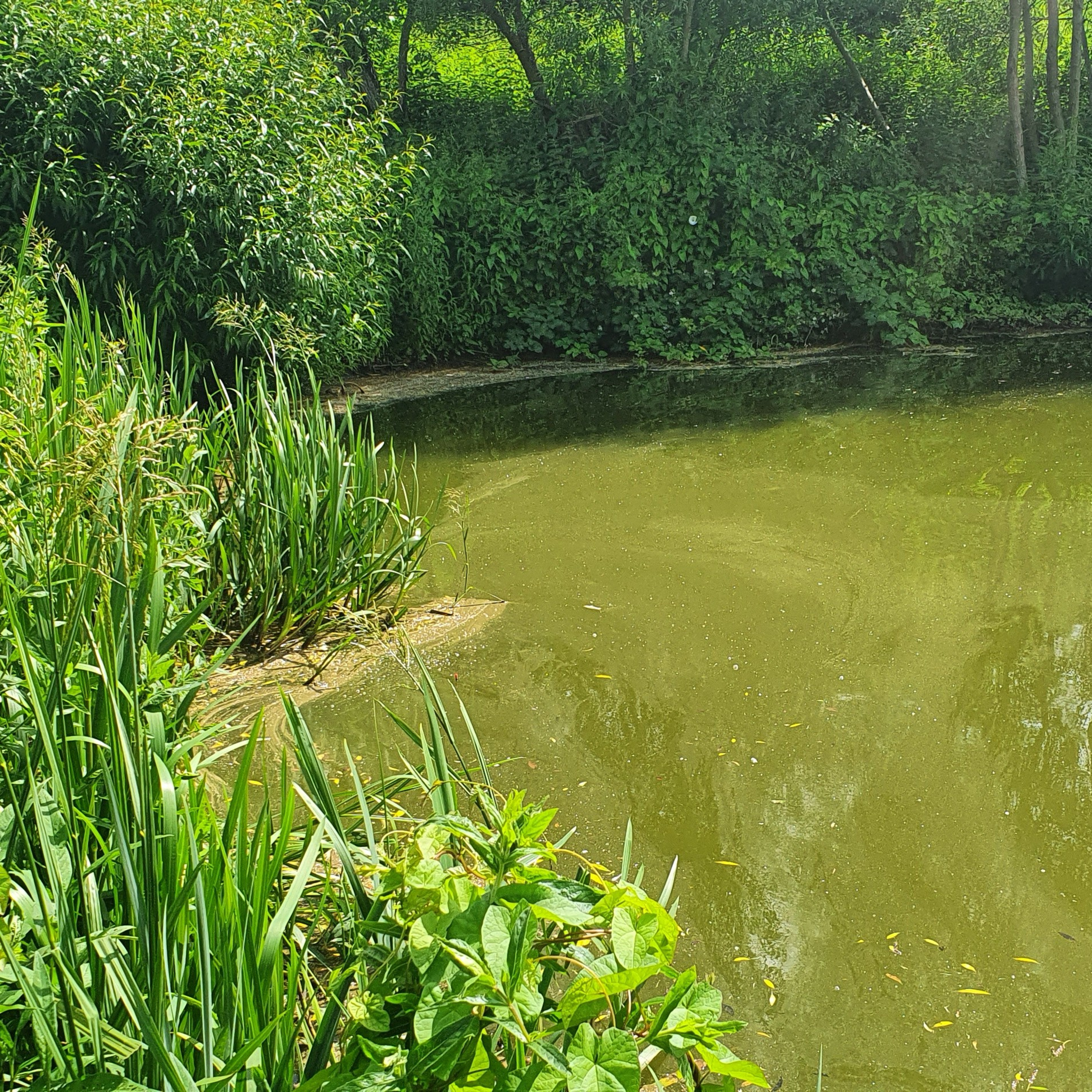 The Big Lake 002 / Carp Fishing
