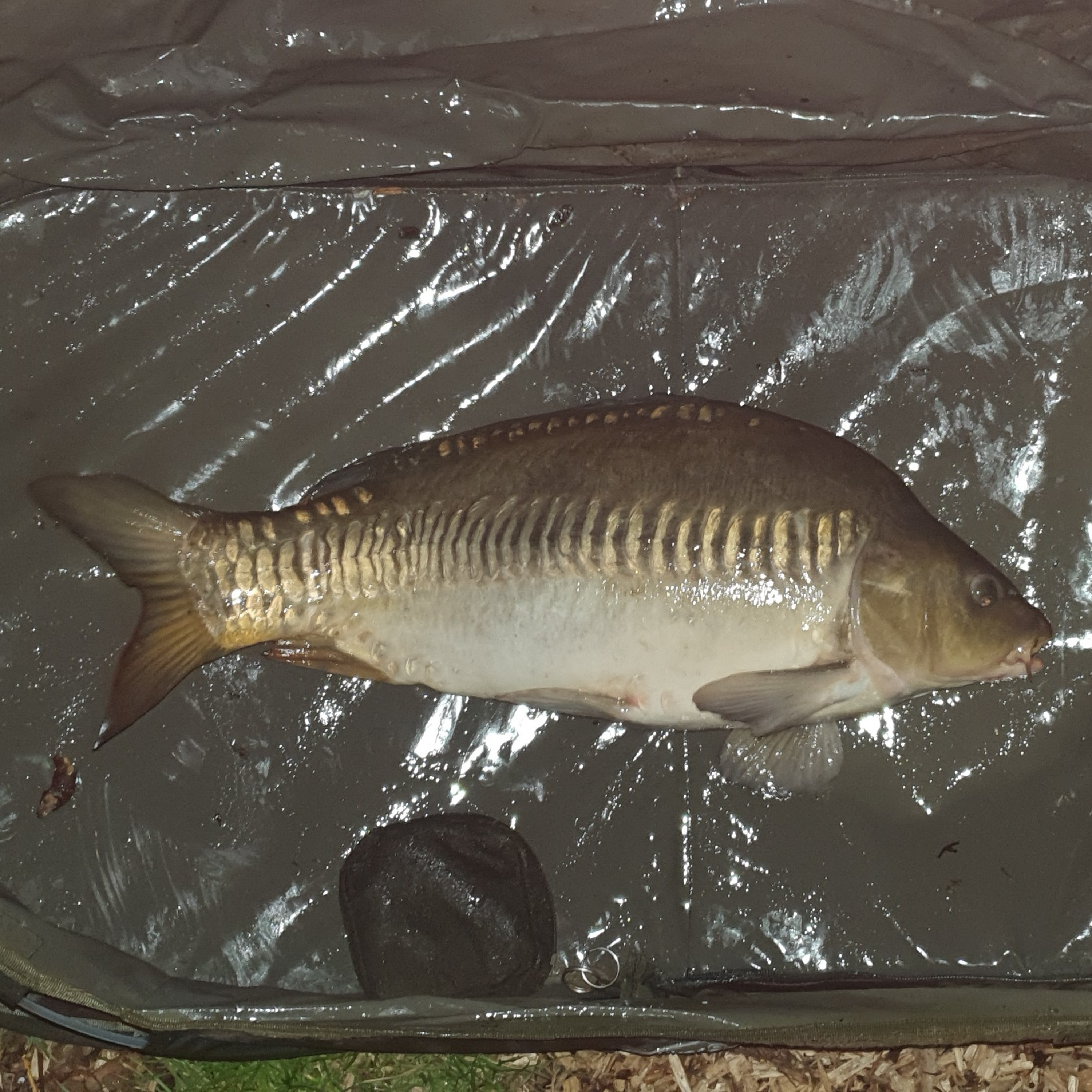 Nandos Lake 008 / Carp Fishing