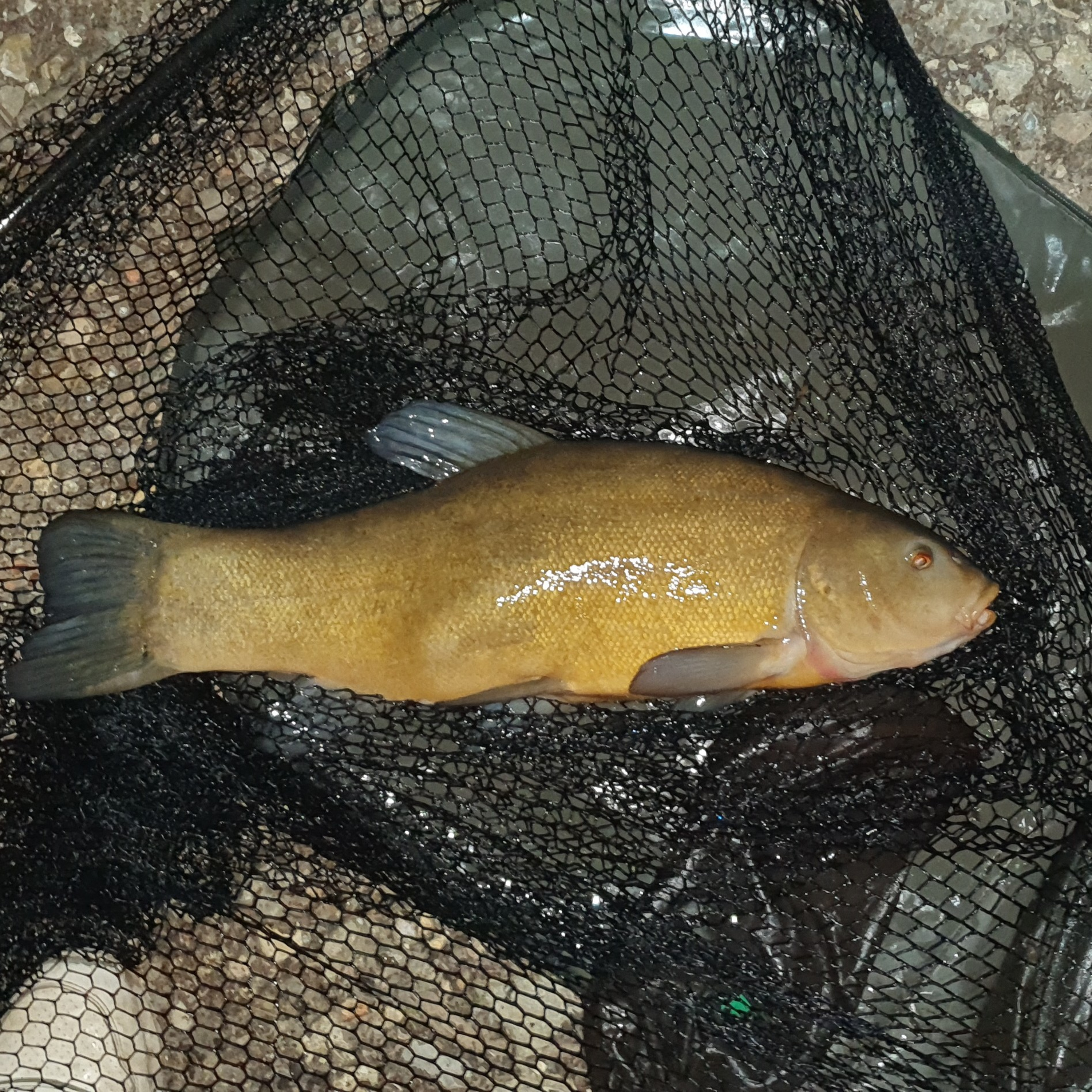 Legends Lake 011 / Carp Fishing / E90