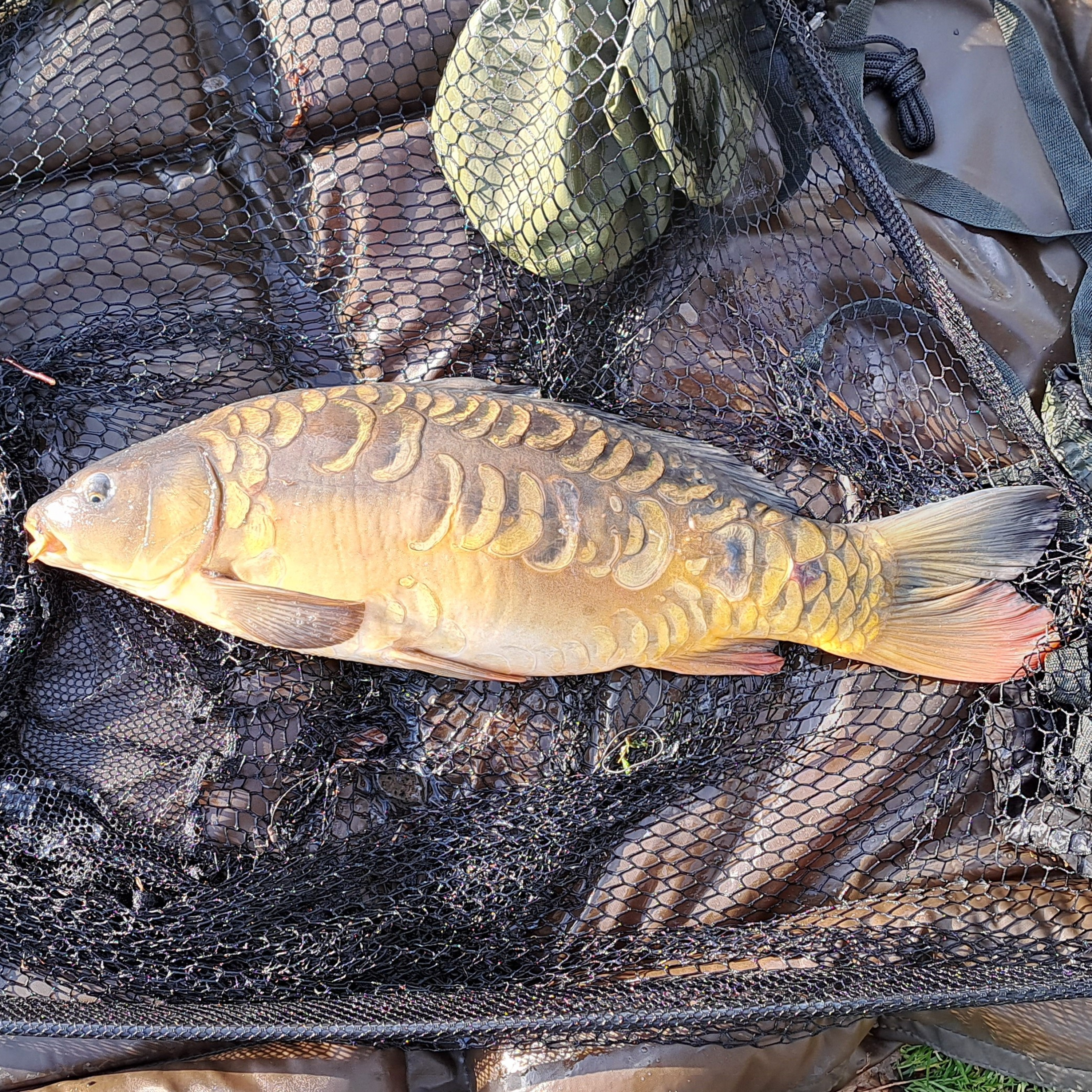 Atkins Lake 012 / Carp Fishing / E136