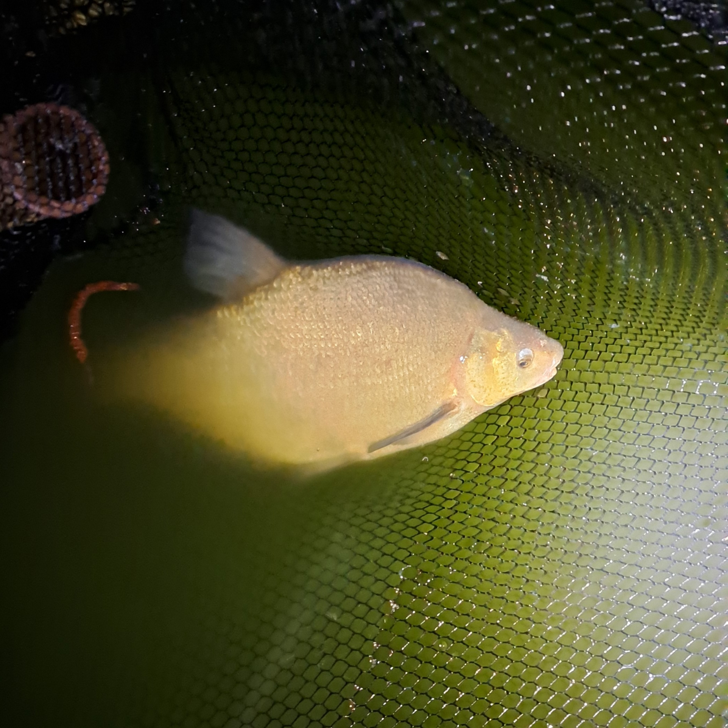 Nandos Lake 015 / Carp Fishing / E145