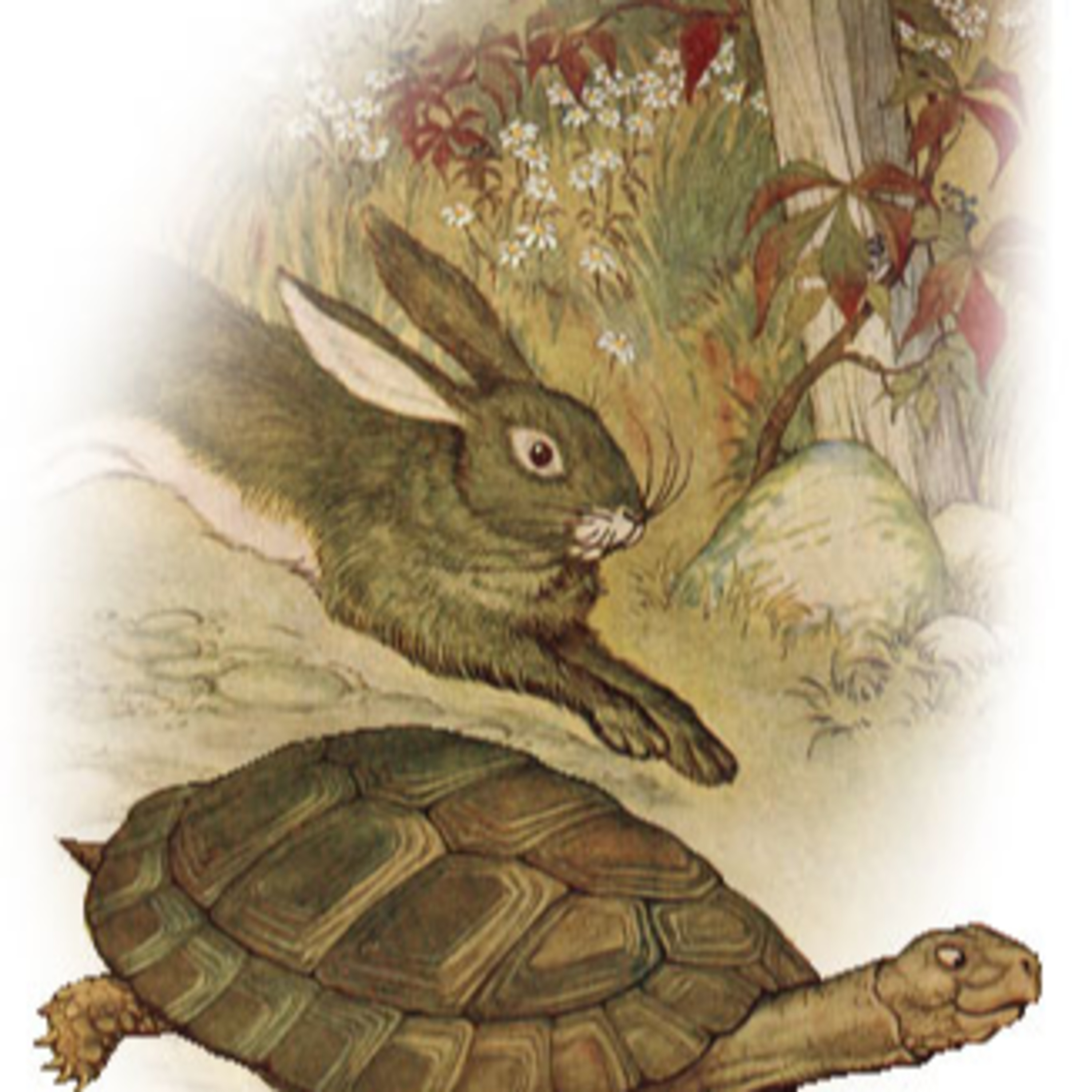 The Hare & The Tortoise