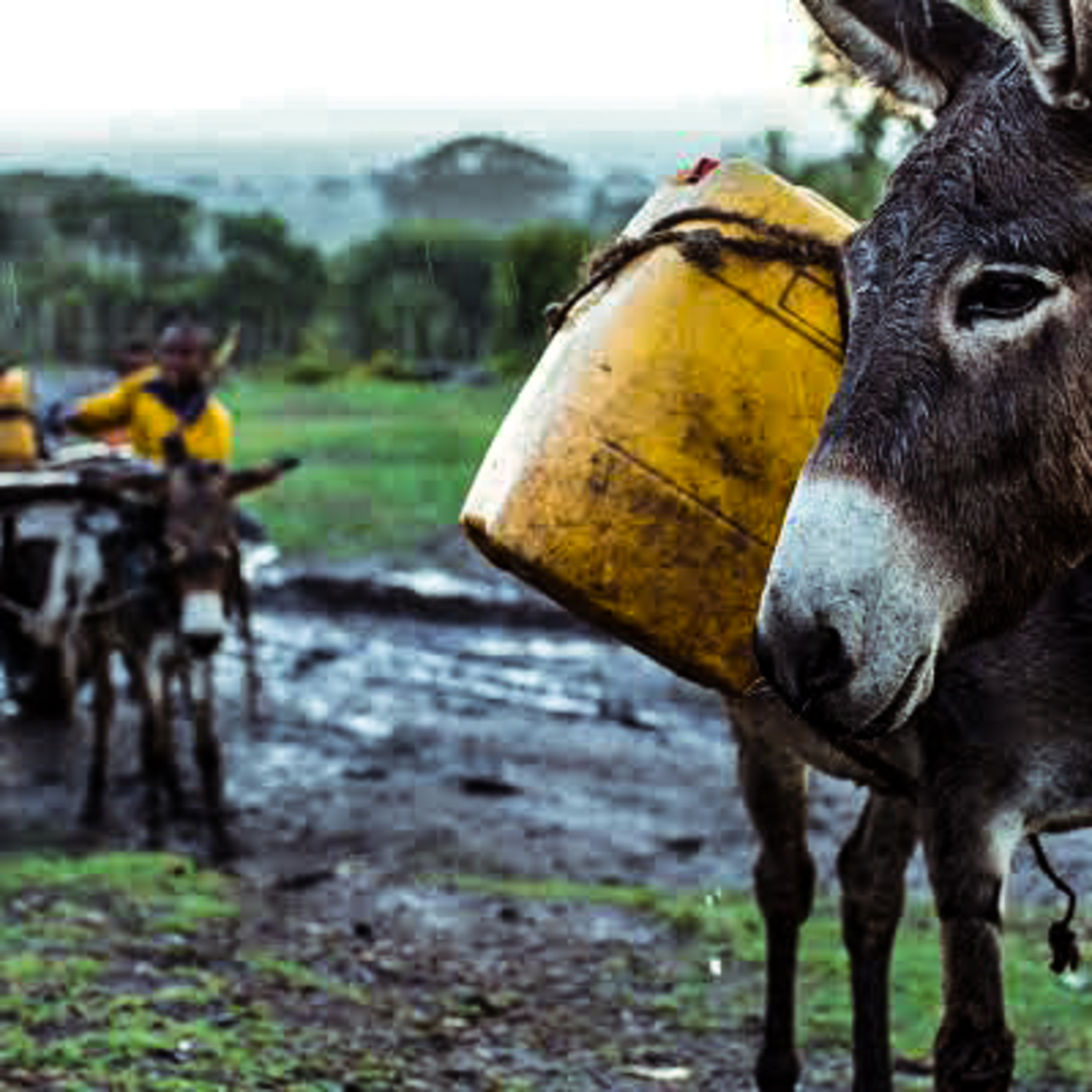 The Foolish Donkey