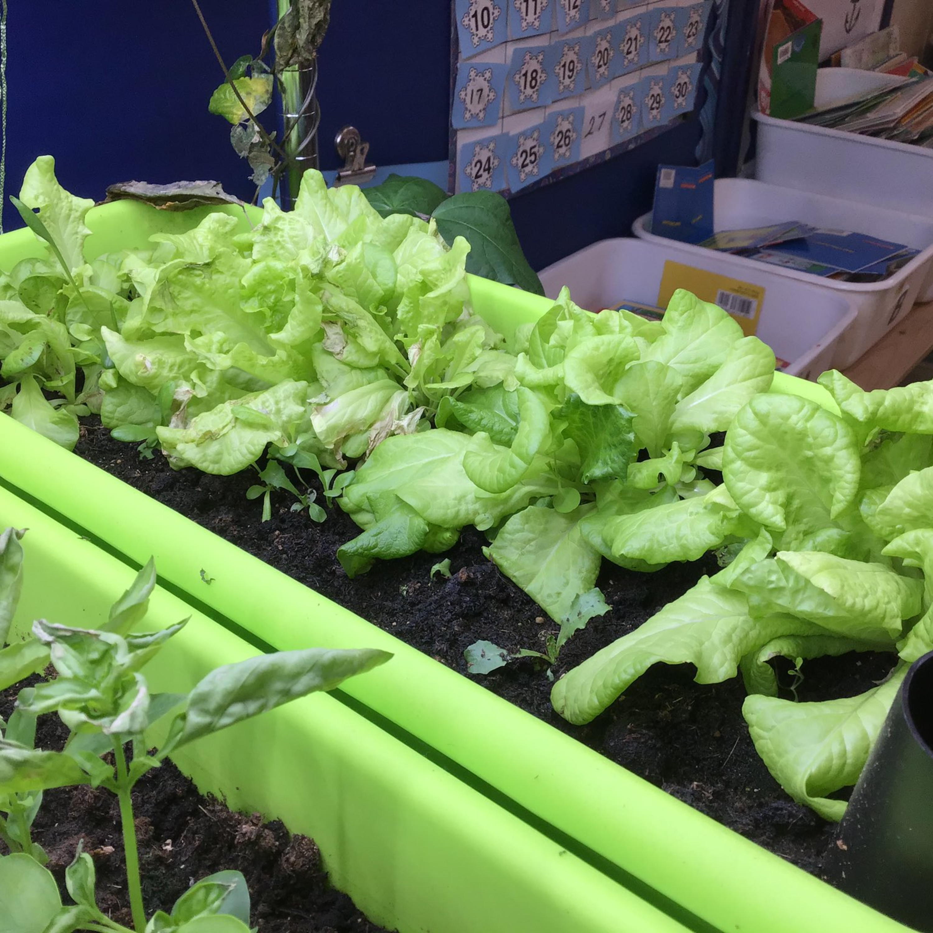 What\'s Happening -a podcast designed for ASD-E