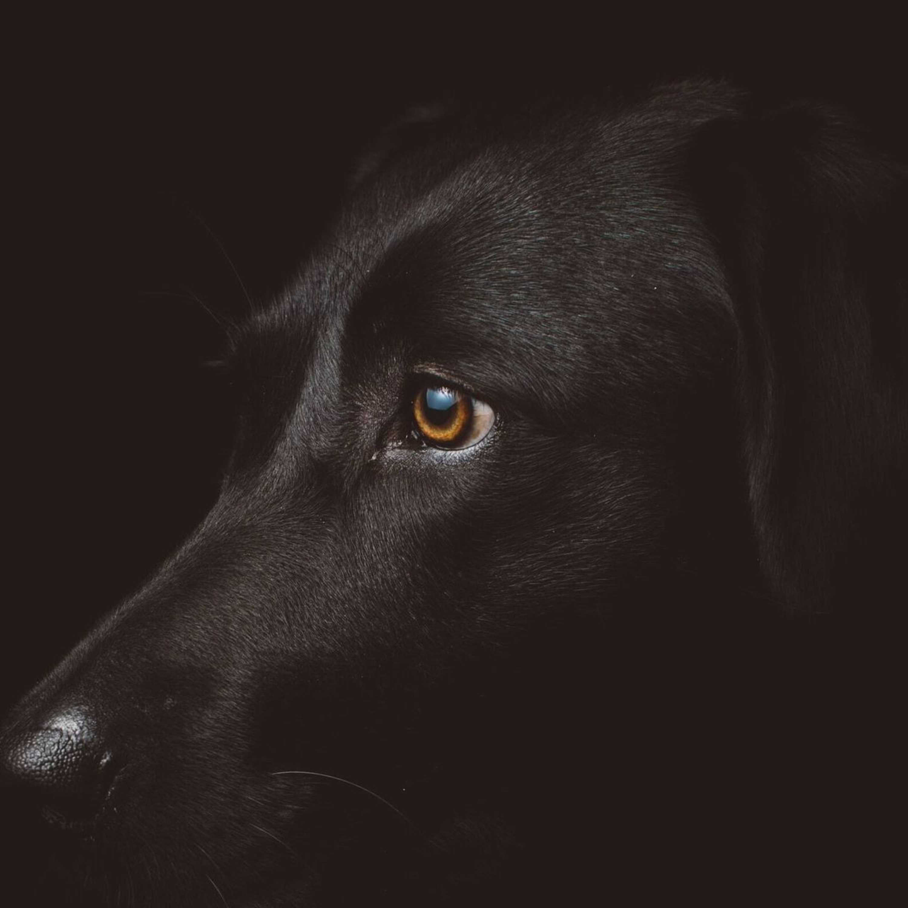 El perro burlón  episode artwork