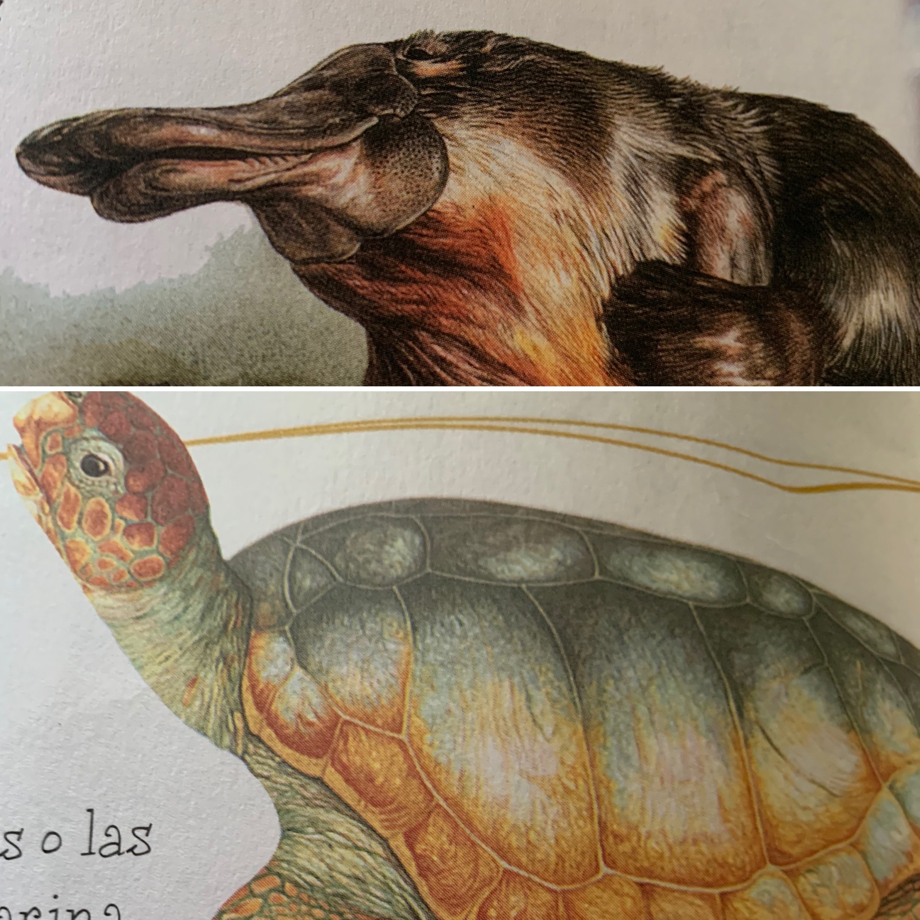 Animales, naturaleza y otras cosas