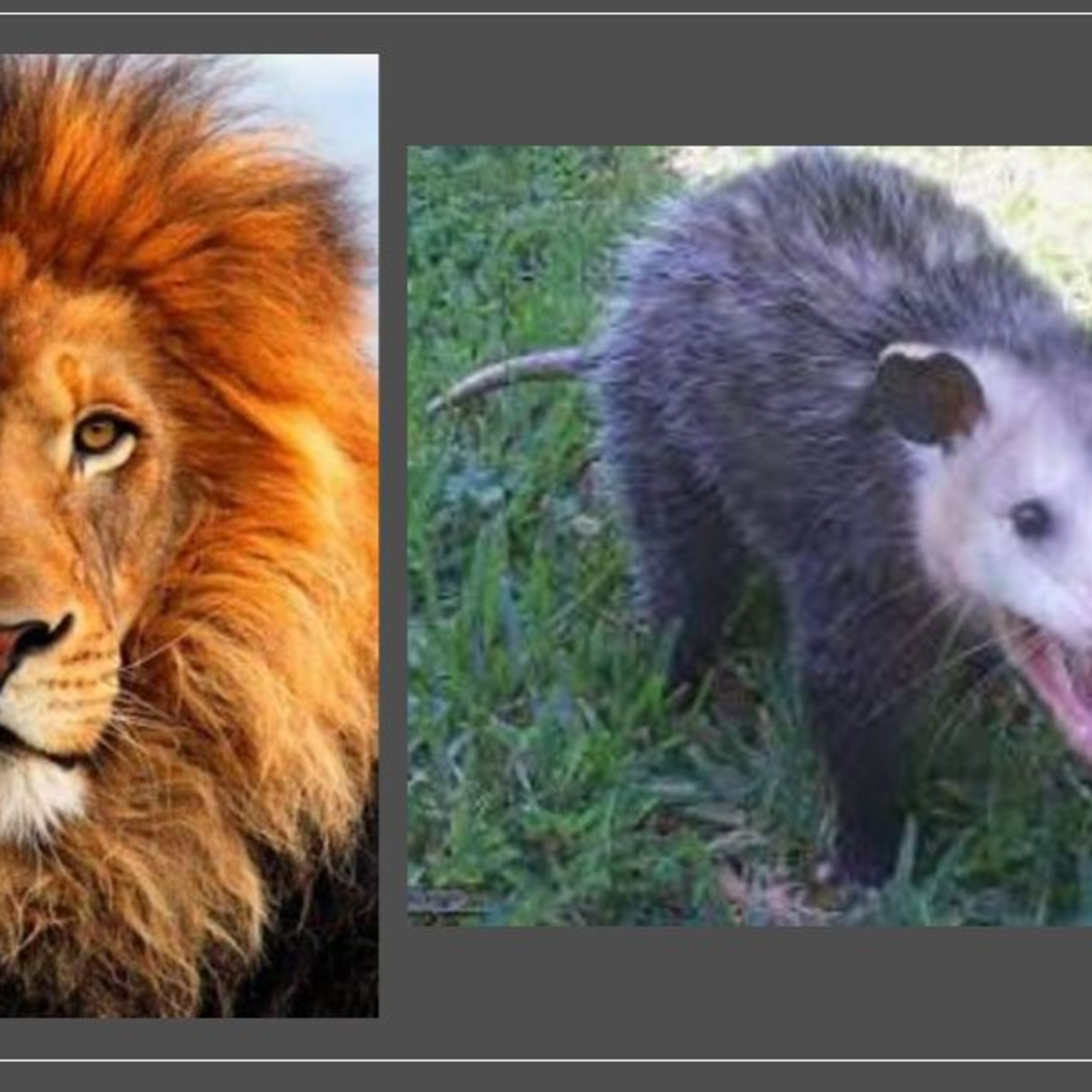 Animales, naturaleza y otras cosas