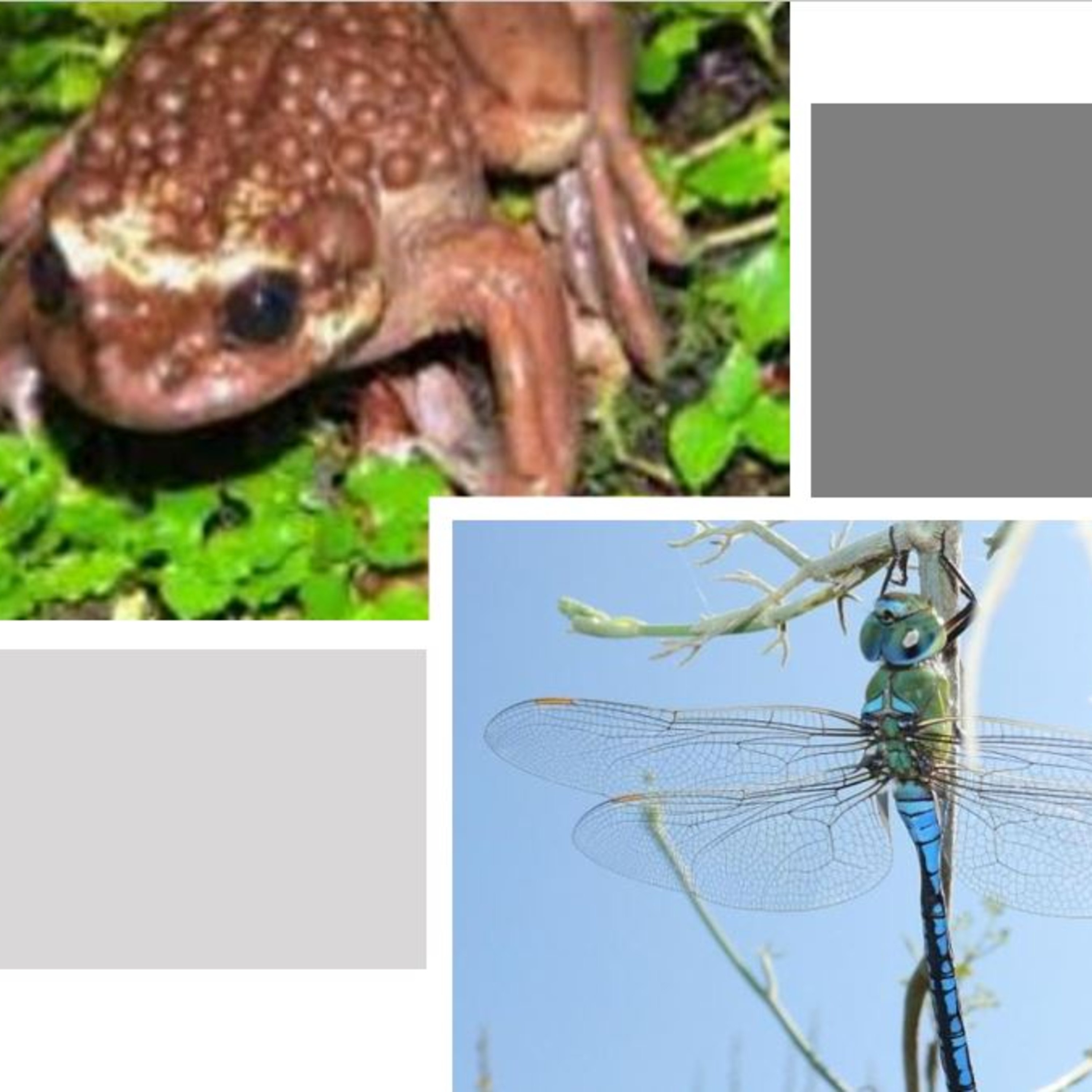 Animales, naturaleza y otras cosas