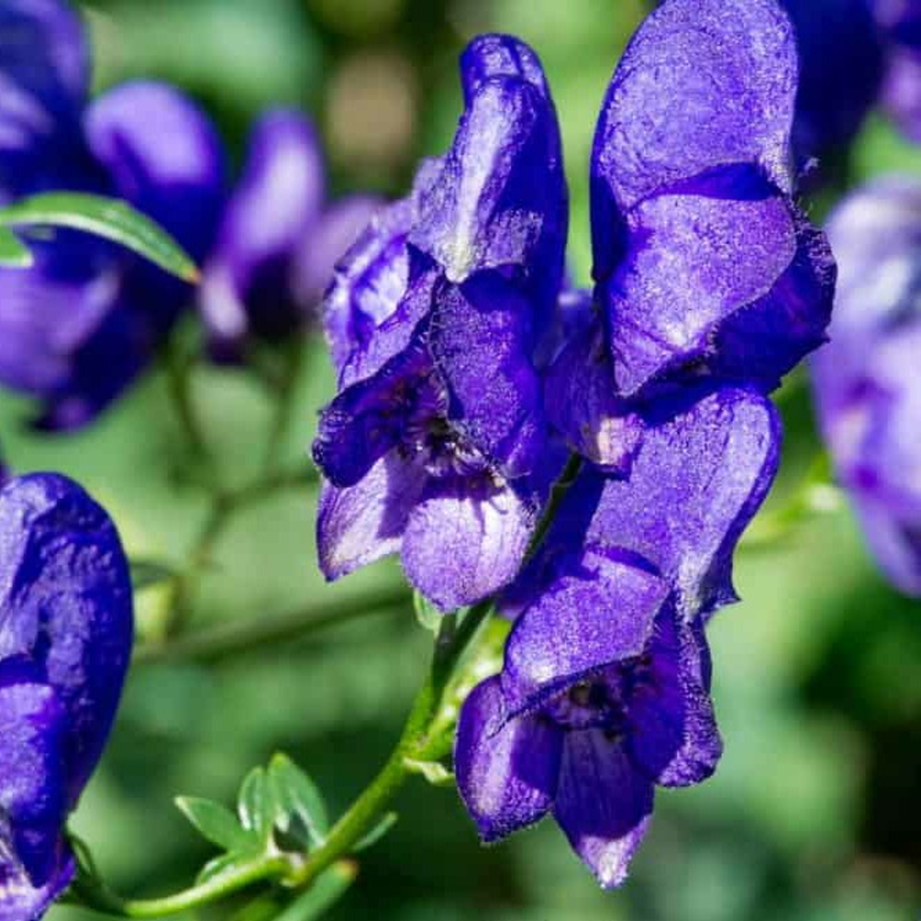 Homeopathic medicine Aconitum Napellus.(part 1)