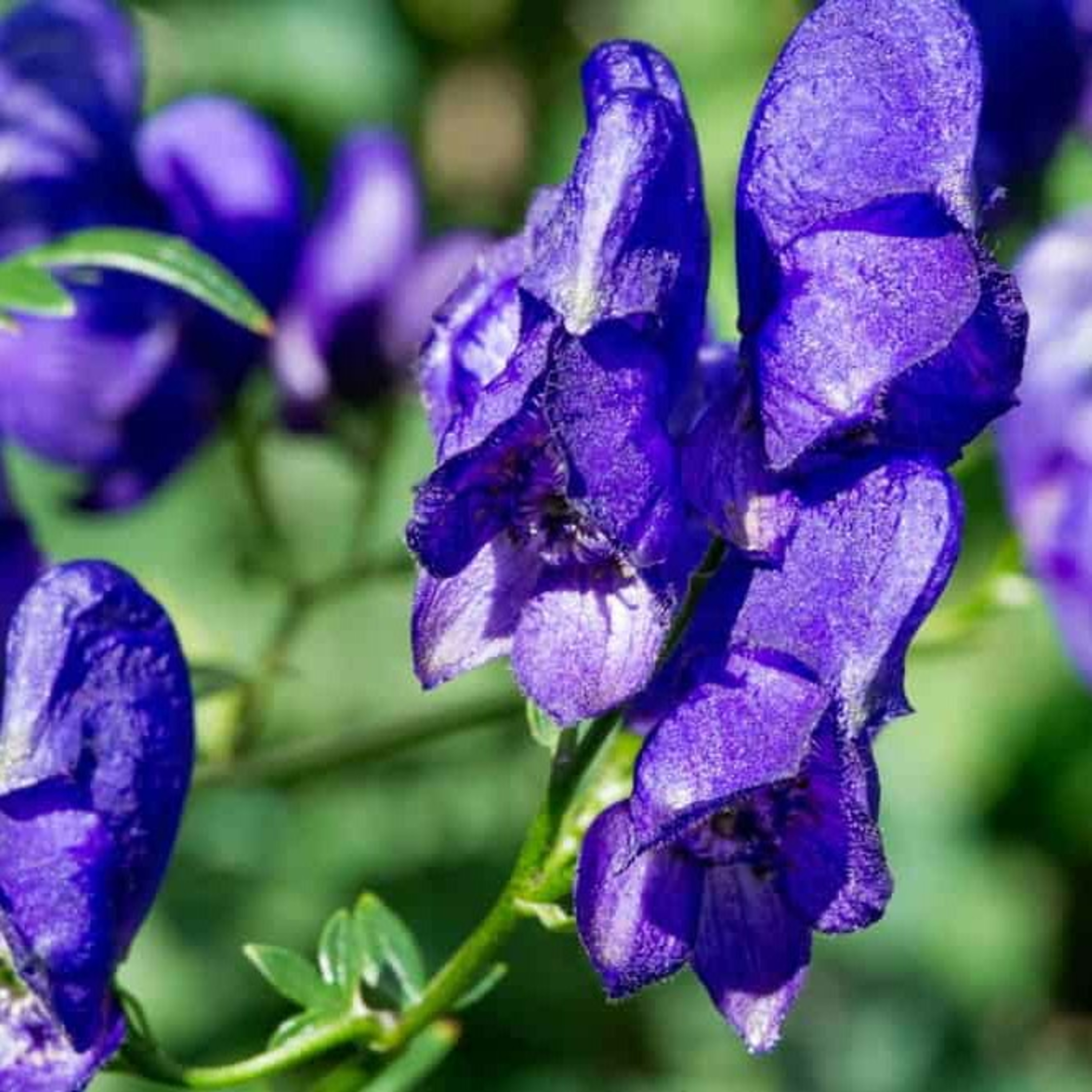 Homeopathic medicine Aconitum Napellus (part 2)