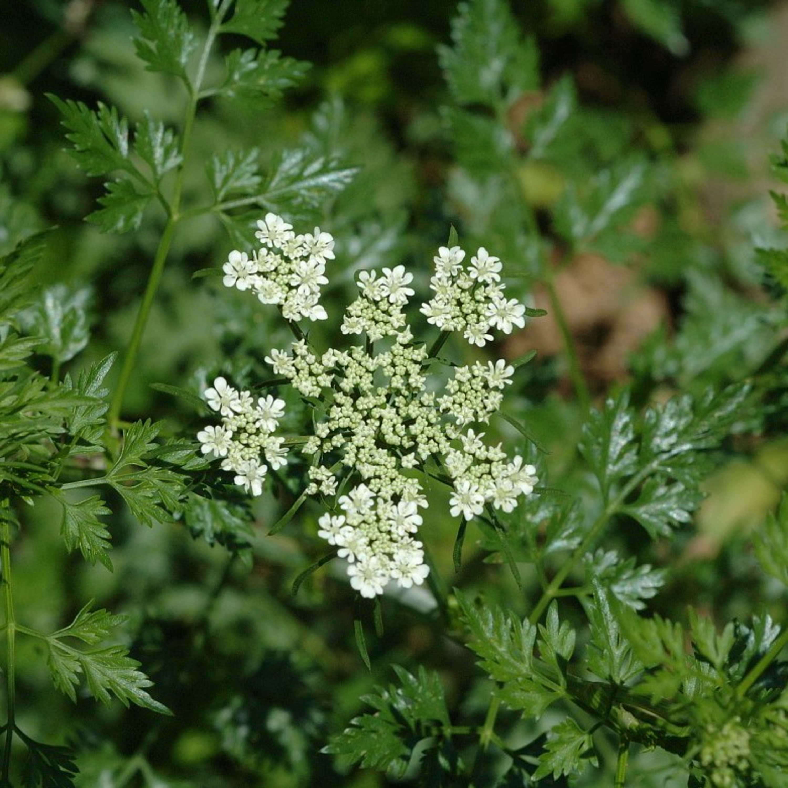 Reading to homeopathic medicine aethusa cynapium.