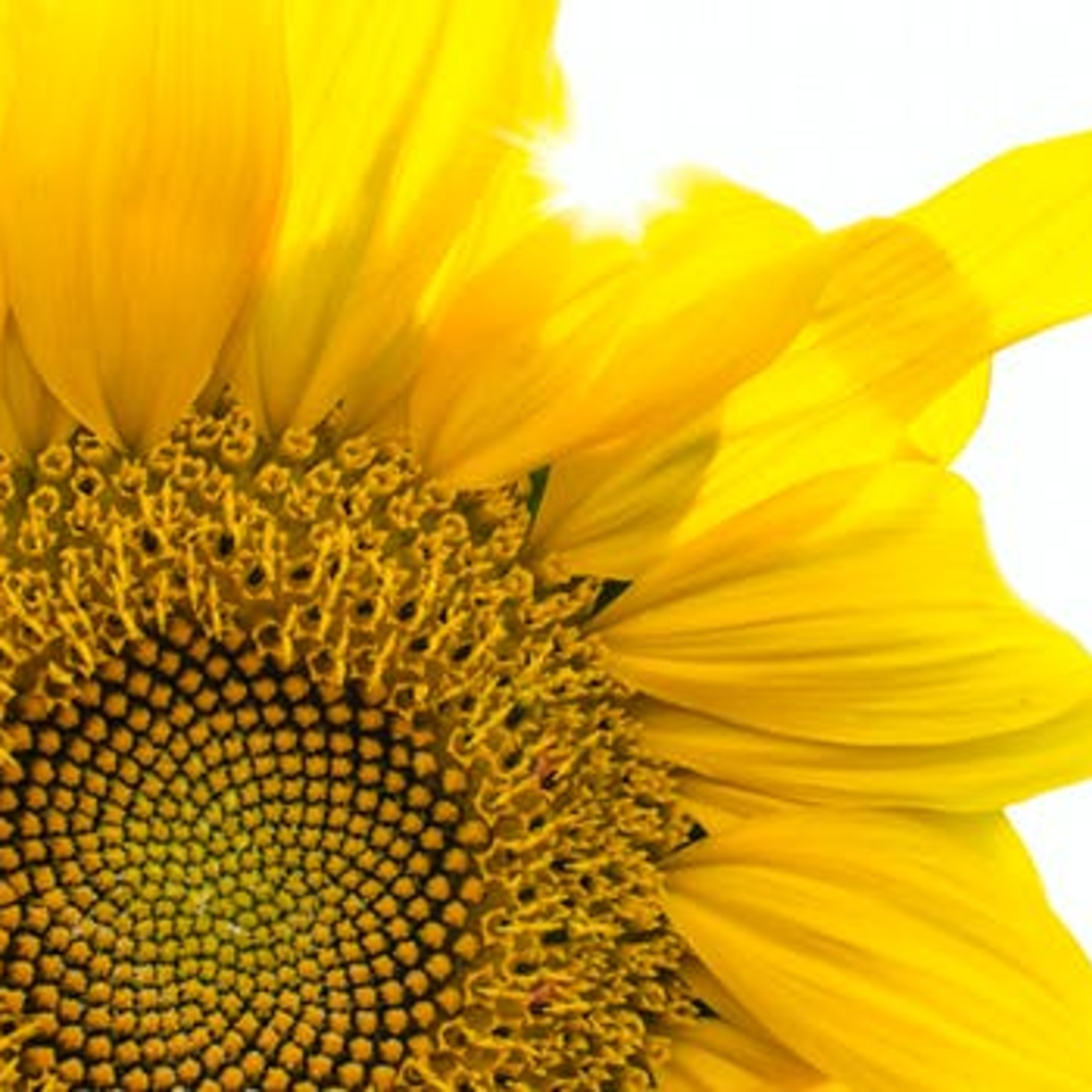 Grace Healing - Seeking God First