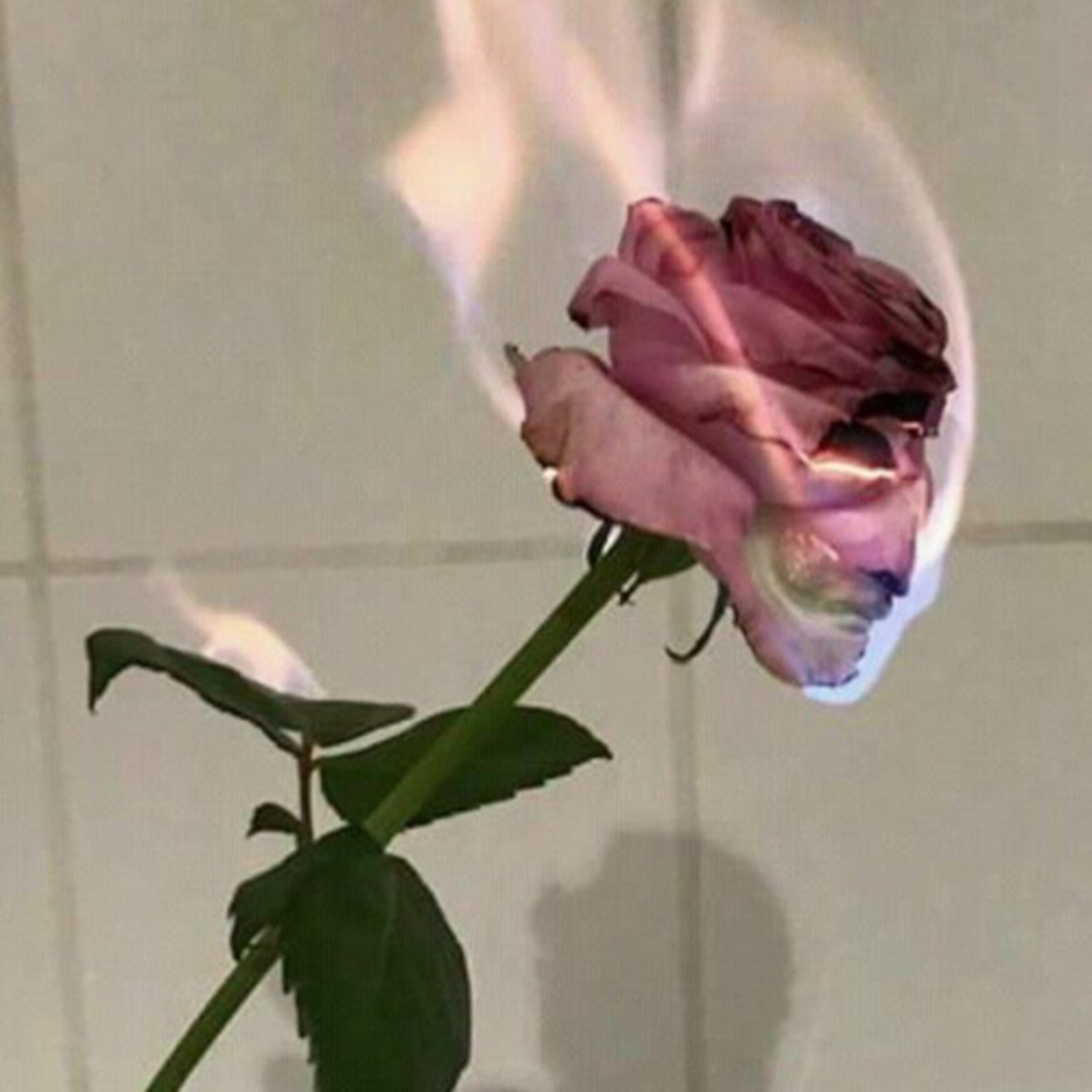 Dor que desatina sem doer