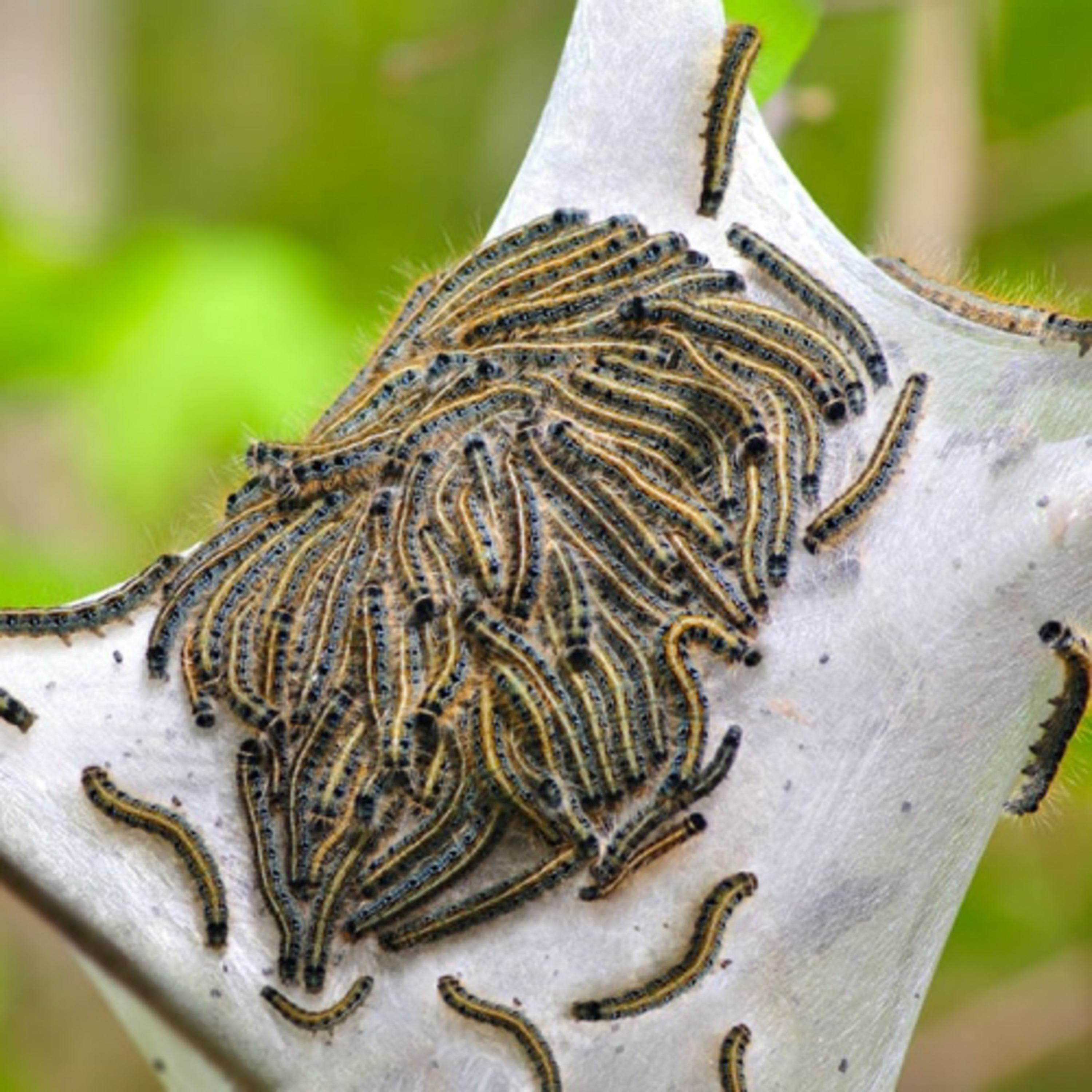 Caterpillars  episode artwork